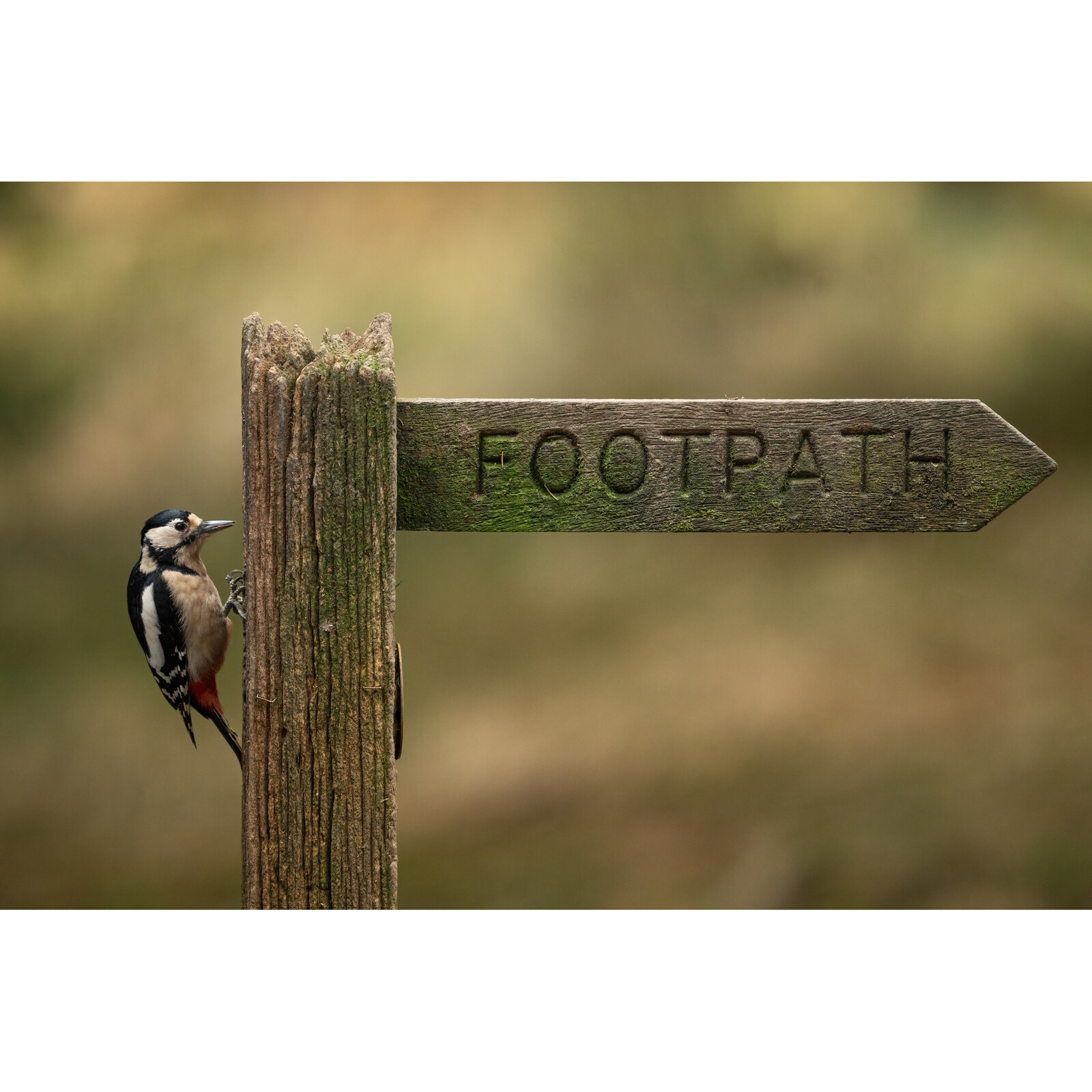 Sigma 300-600/4.0 DG OS L-Mount