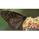 Sony SEL 50/1,8
