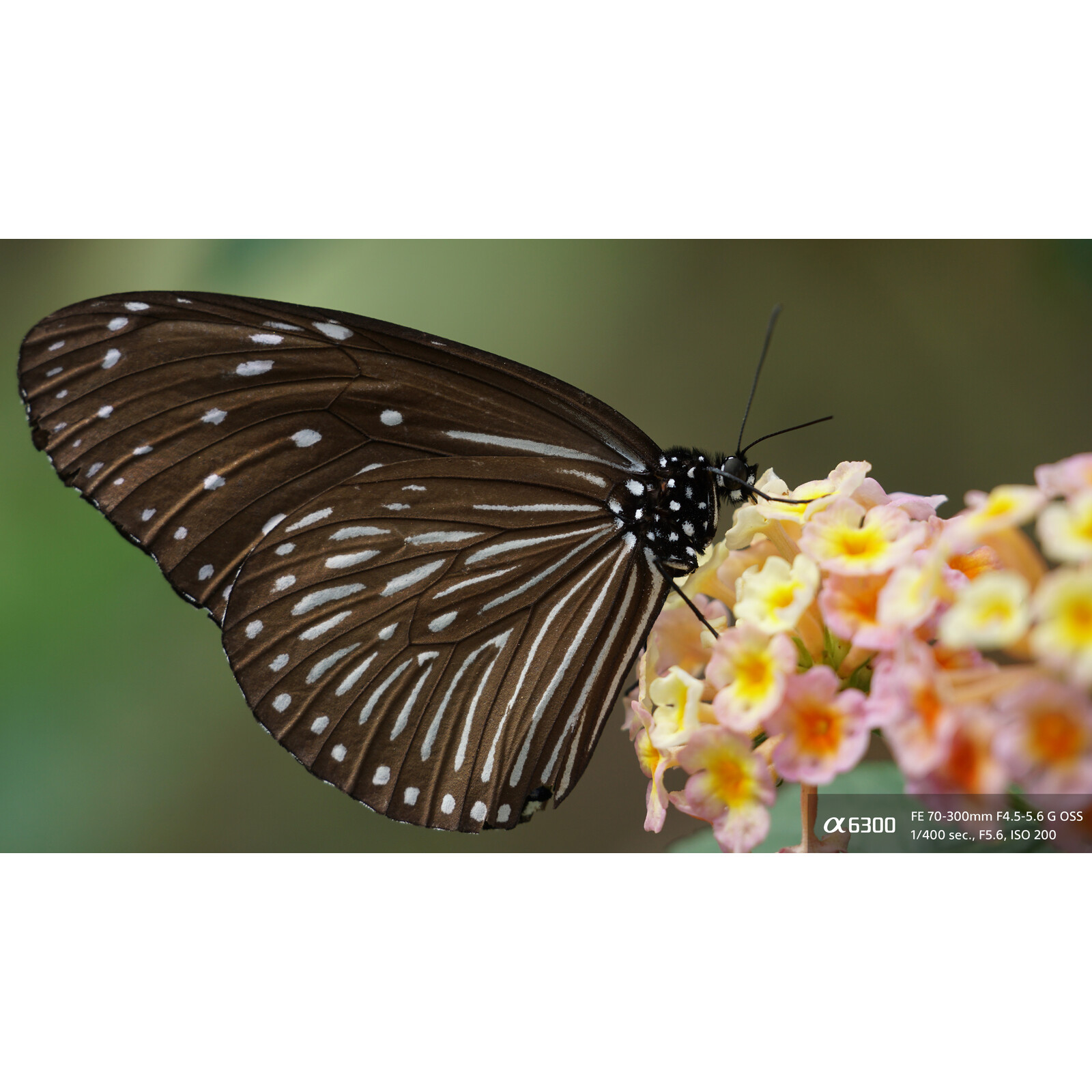 Sony SEL 50/1,8
