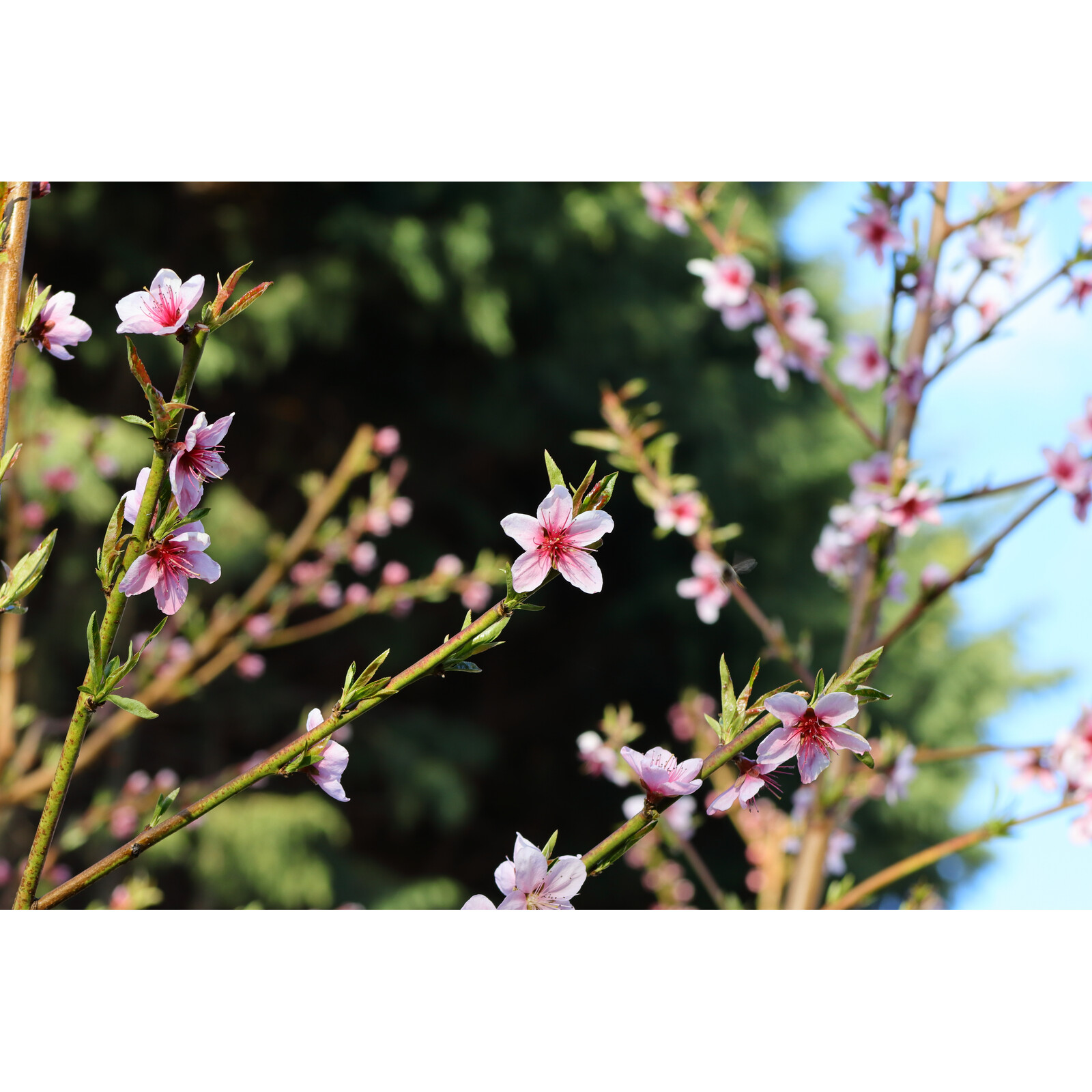 Canon RF 75-300/F4-5.6