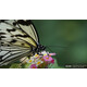 Sony SEL 50/1,8
