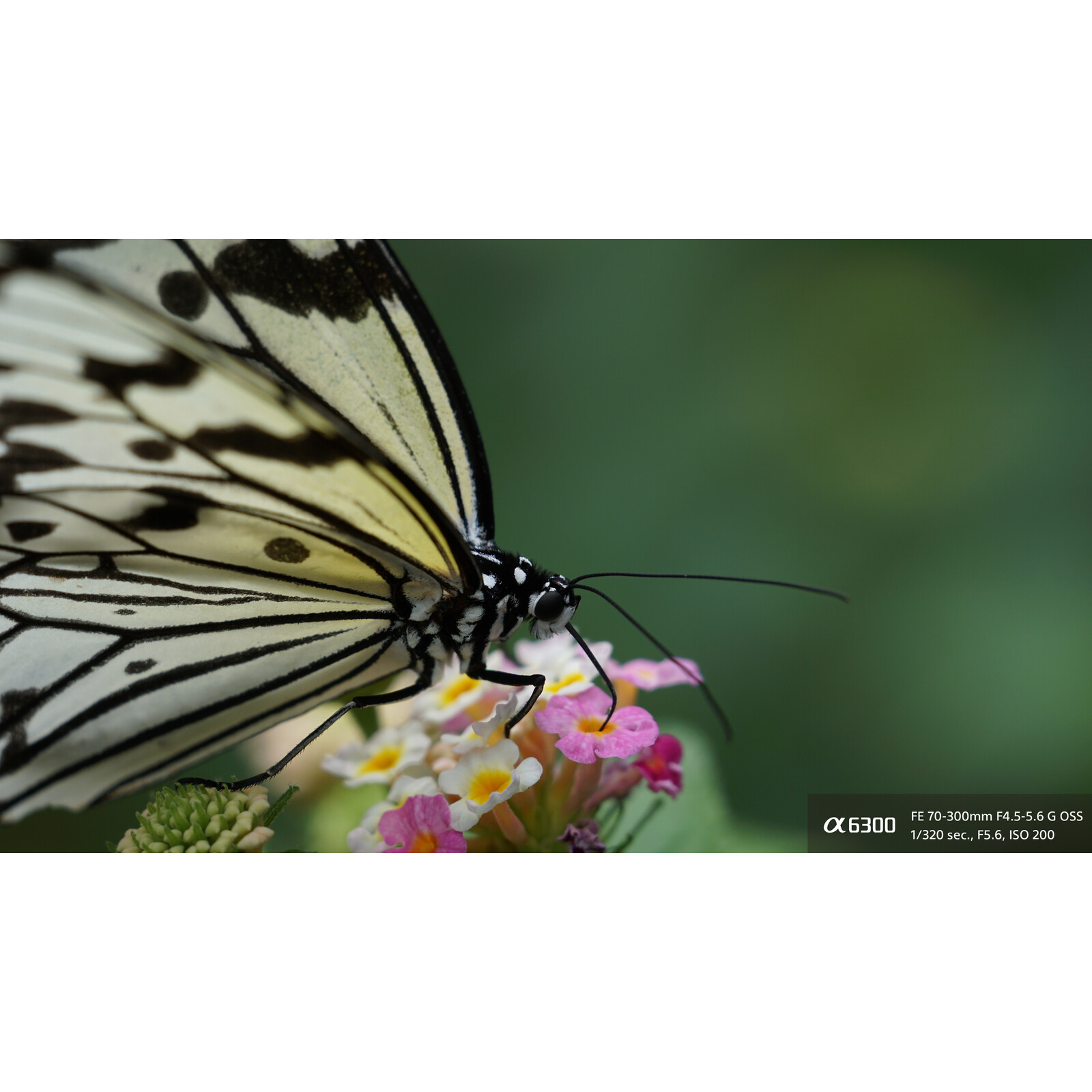 Sony SEL 50/1,8
