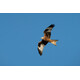 Sigma 300-600/4.0 DG OS Sony E-Mount
