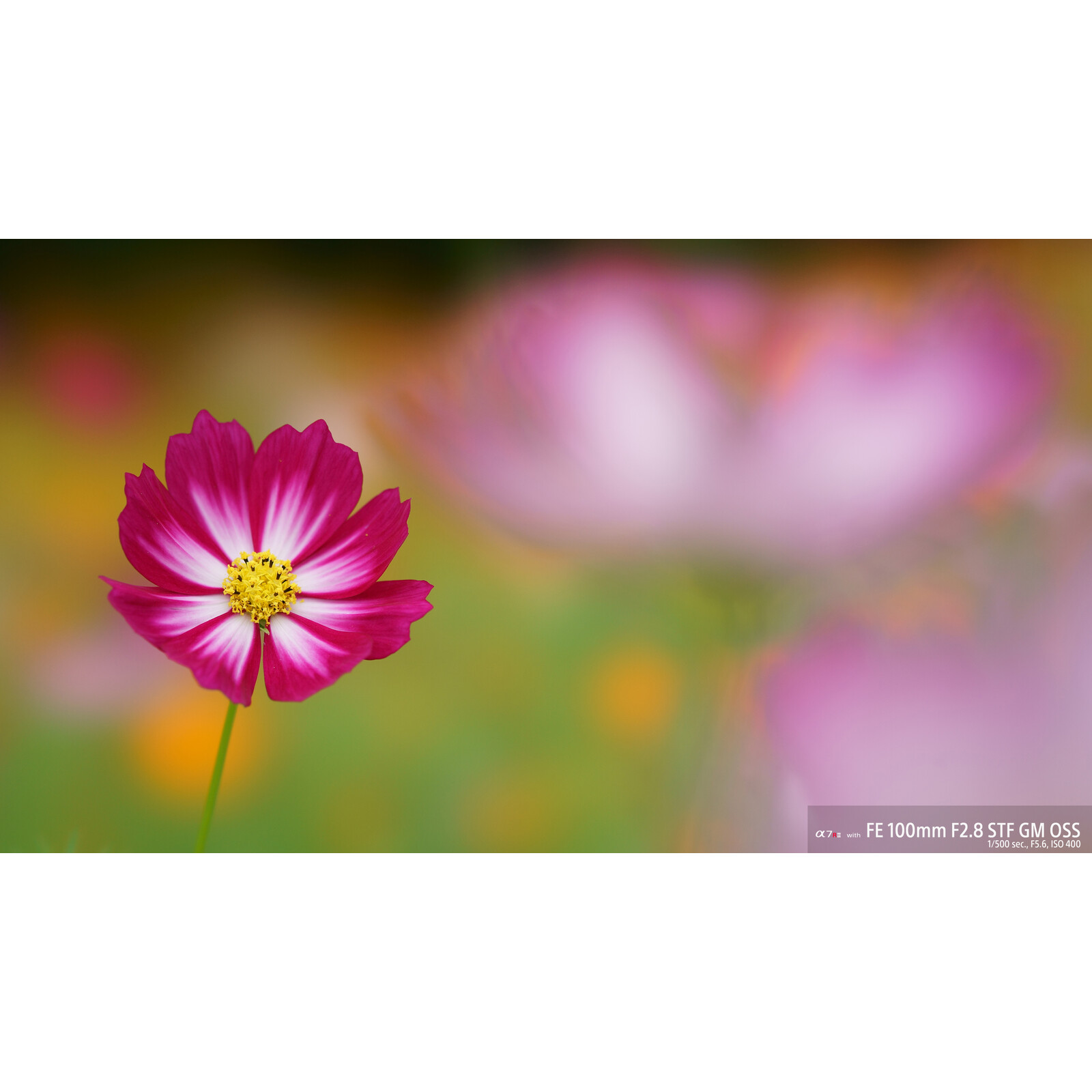 Sony SEL 100/2,8 GM

