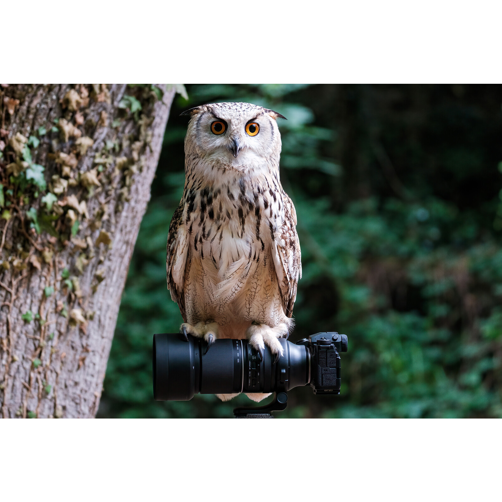 Tamron 150-500/5-6.7 Di III VC VXD f&uuml;r Fujifilm X