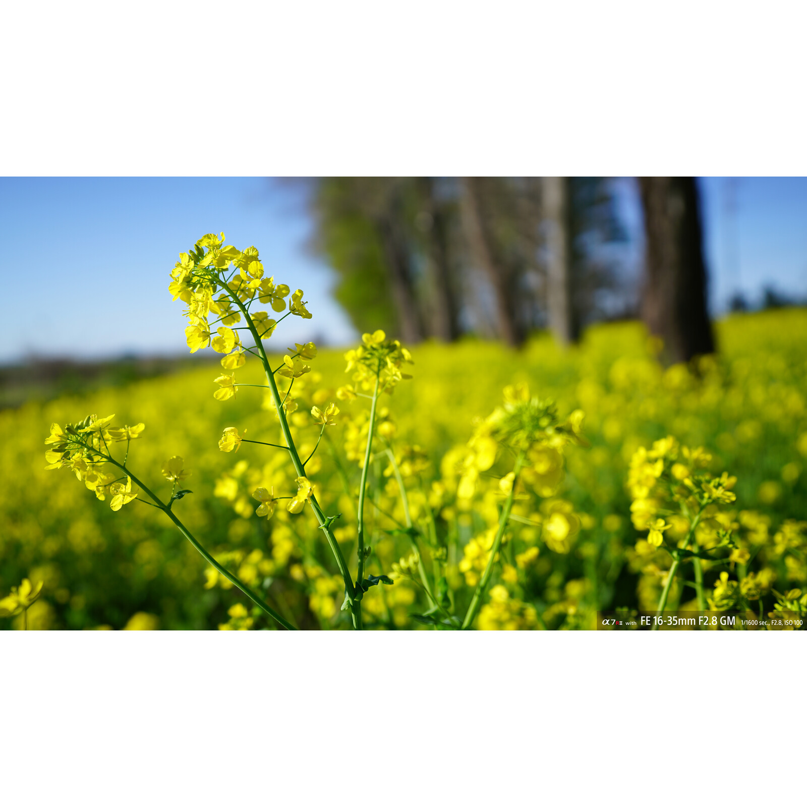 Sony SEL 16-35/2,8 GM