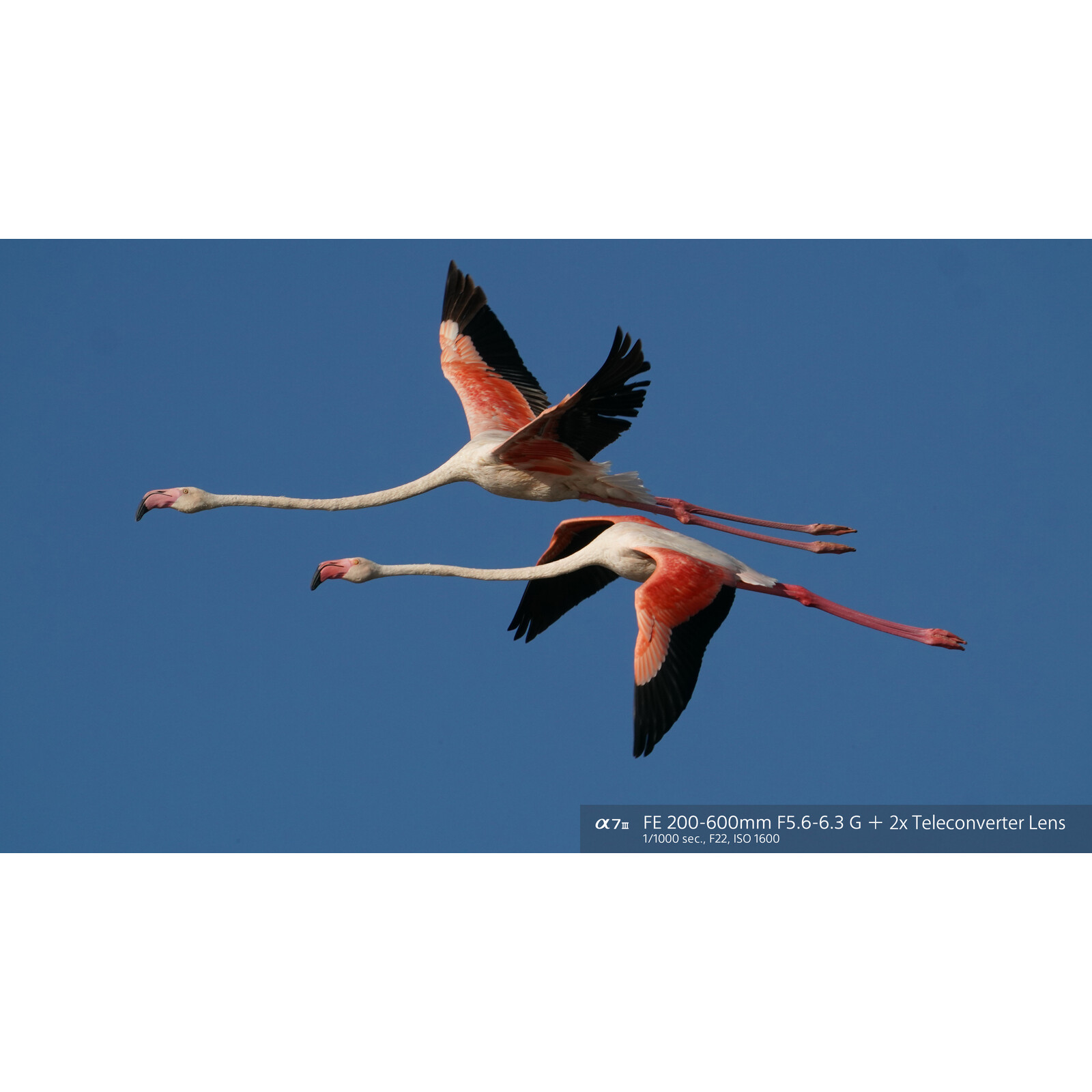 Sony FE 200-600/5,6-6,3 G OSS