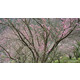 Sony SEL 24/1,4 GM
