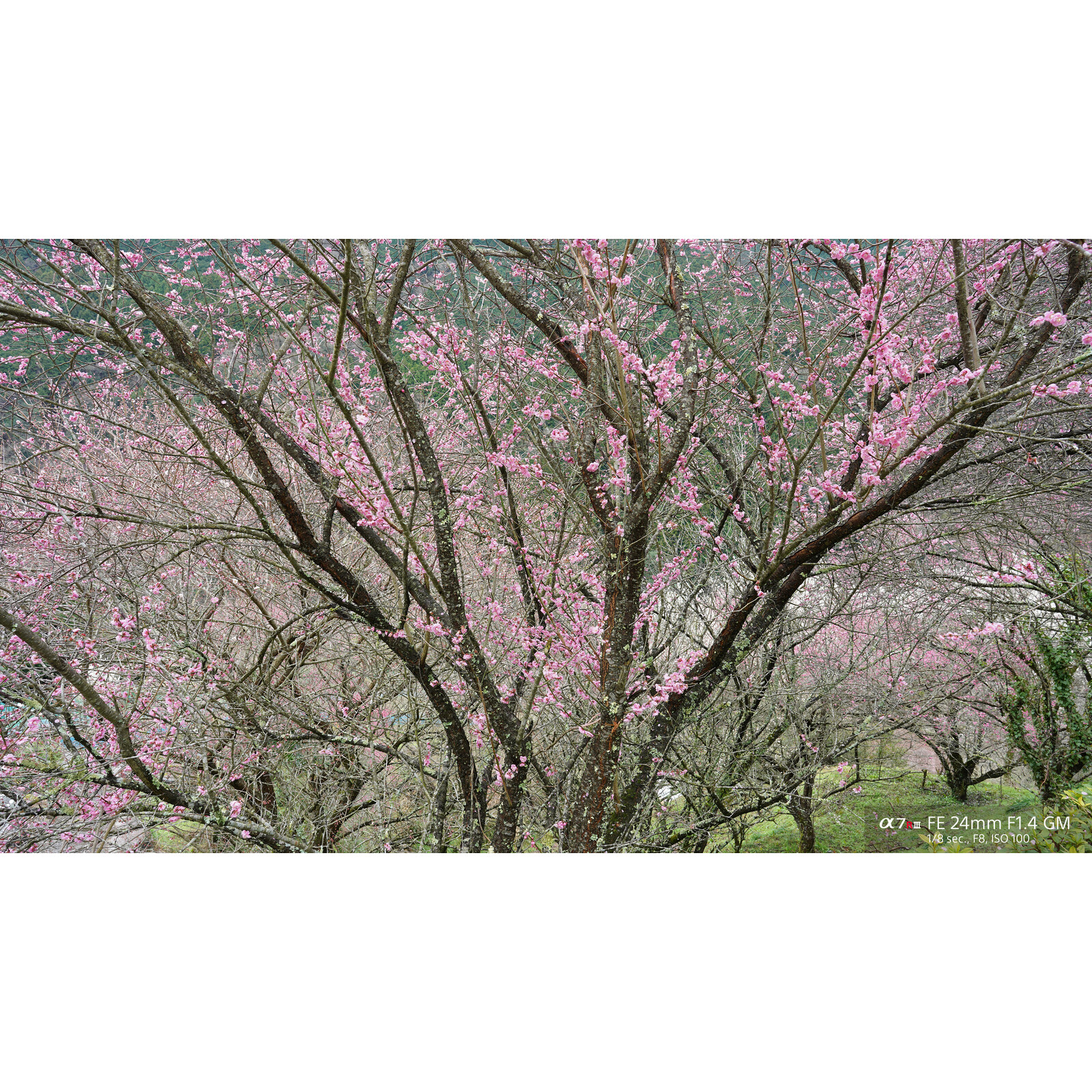 Sony SEL 24/1,4 GM