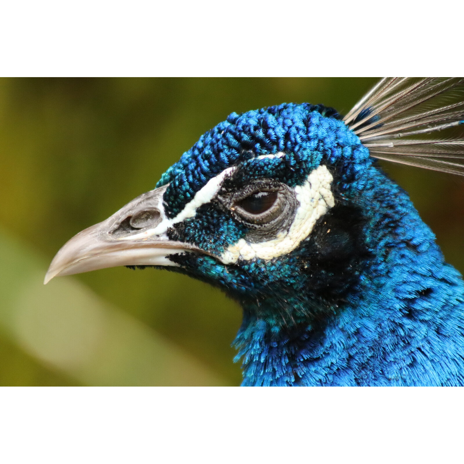 Canon RF 75-300/F4-5.6