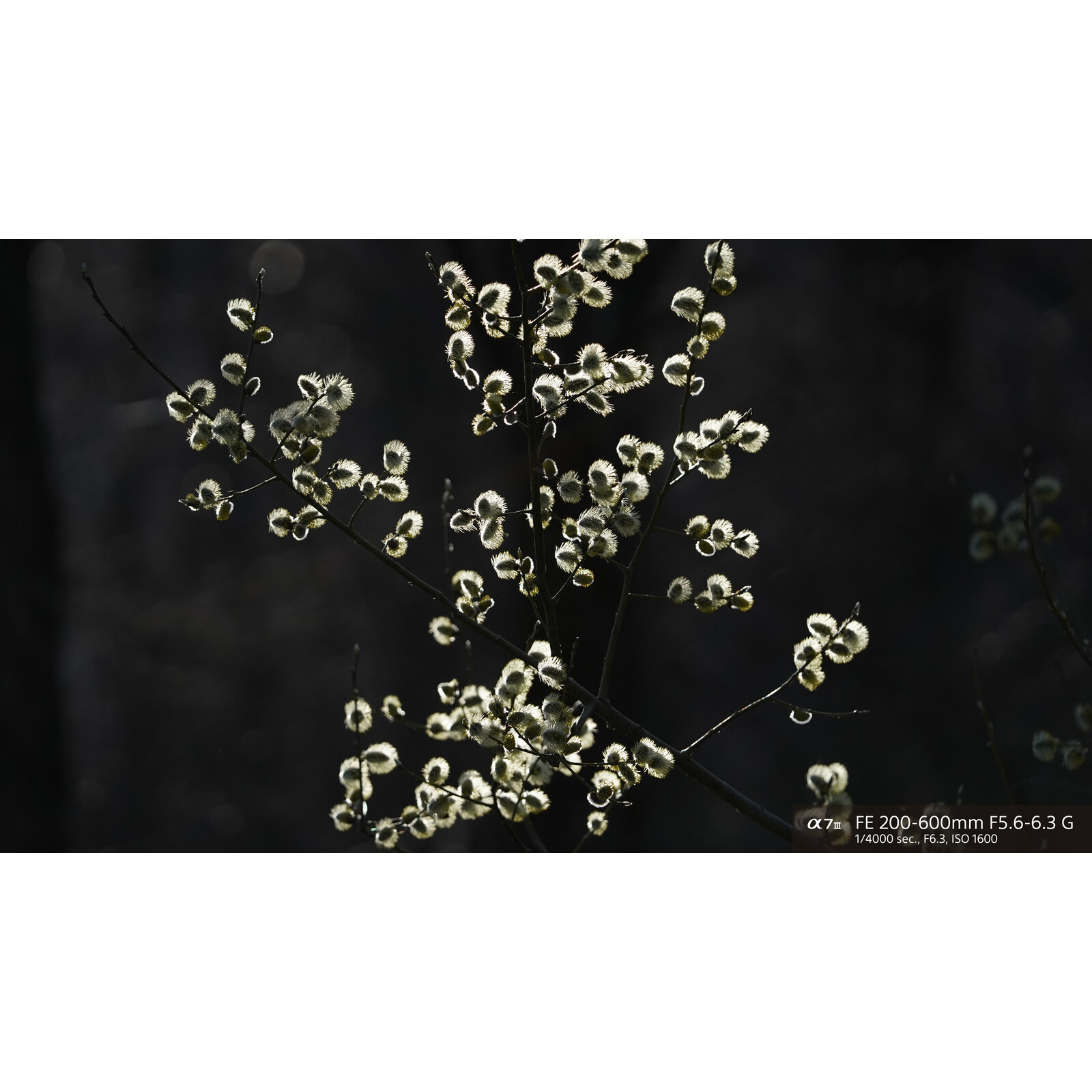 Sony FE 200-600/5,6-6,3 G OSS