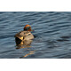 Sigma 300-600/4.0 DG OS Sony E-Mount