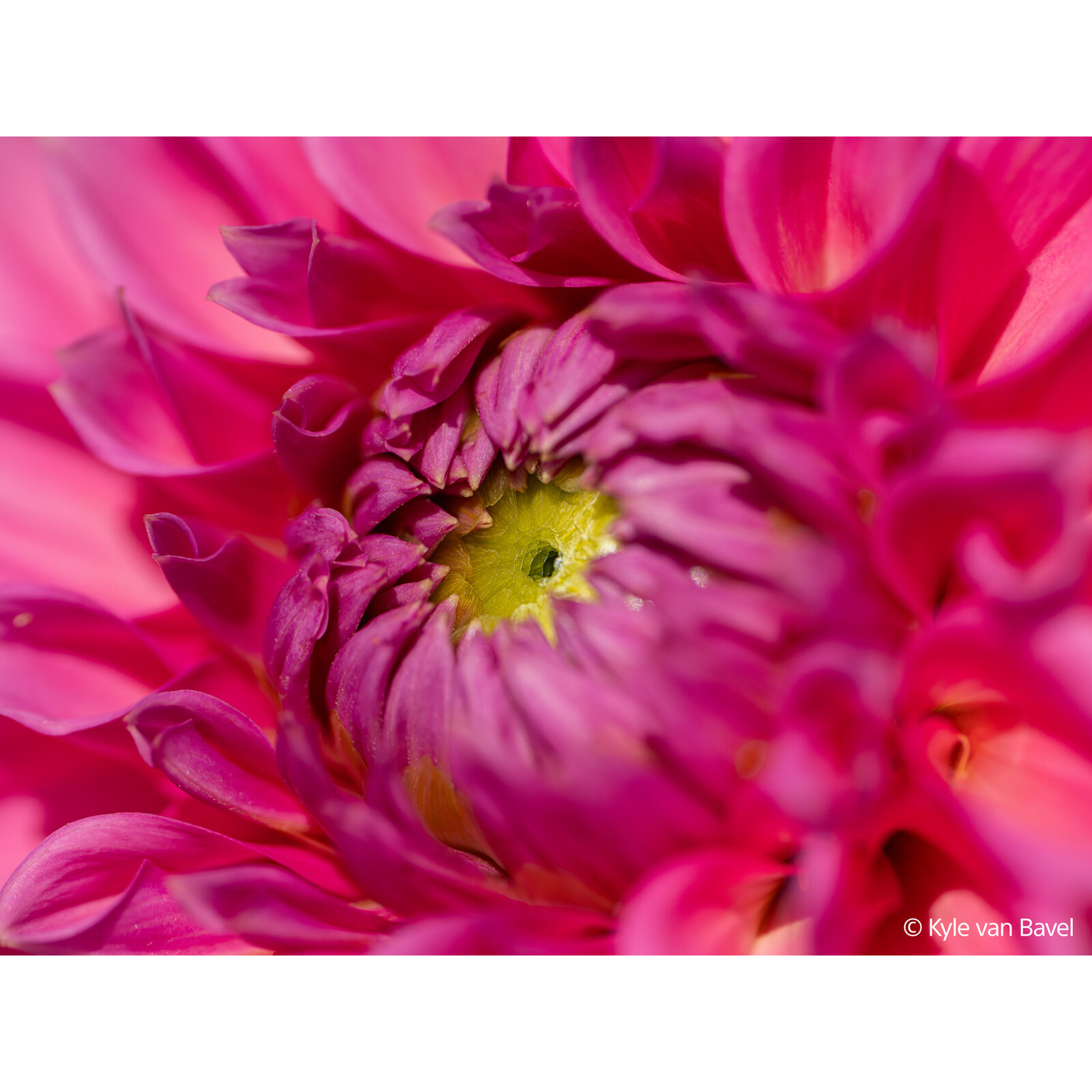 Sony FE 100/2,8 Macro GM