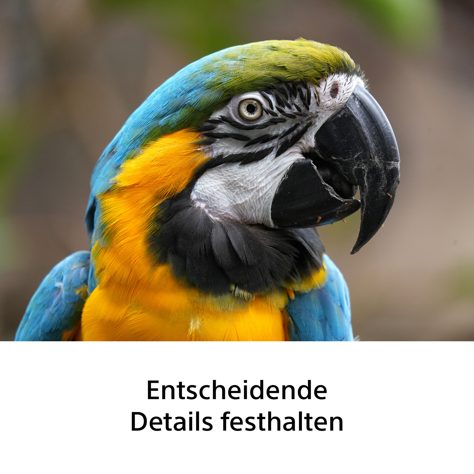 Sony SEL FE 100-400/F 5.6-8 OSS