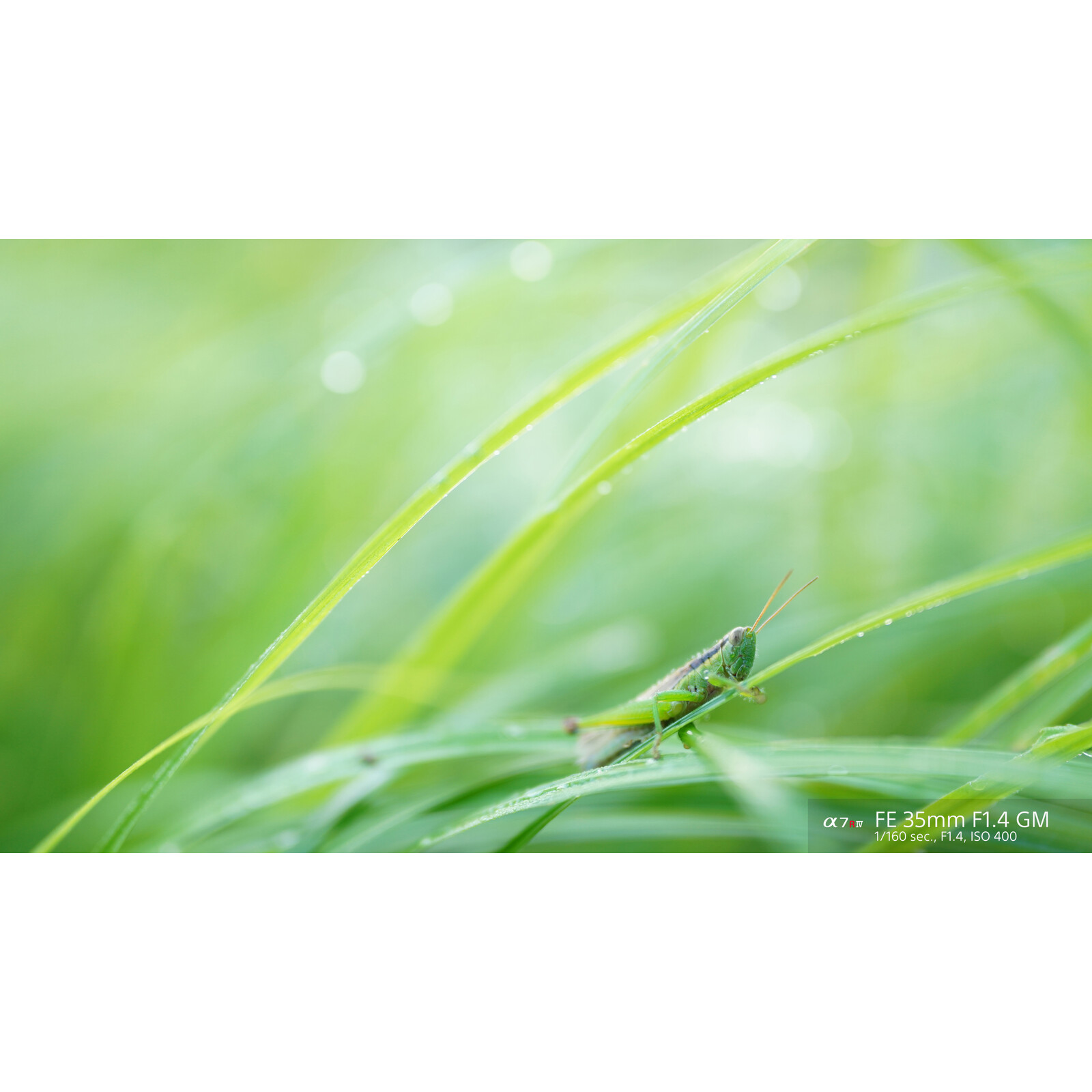 Sony SEL 35/1,4 GM