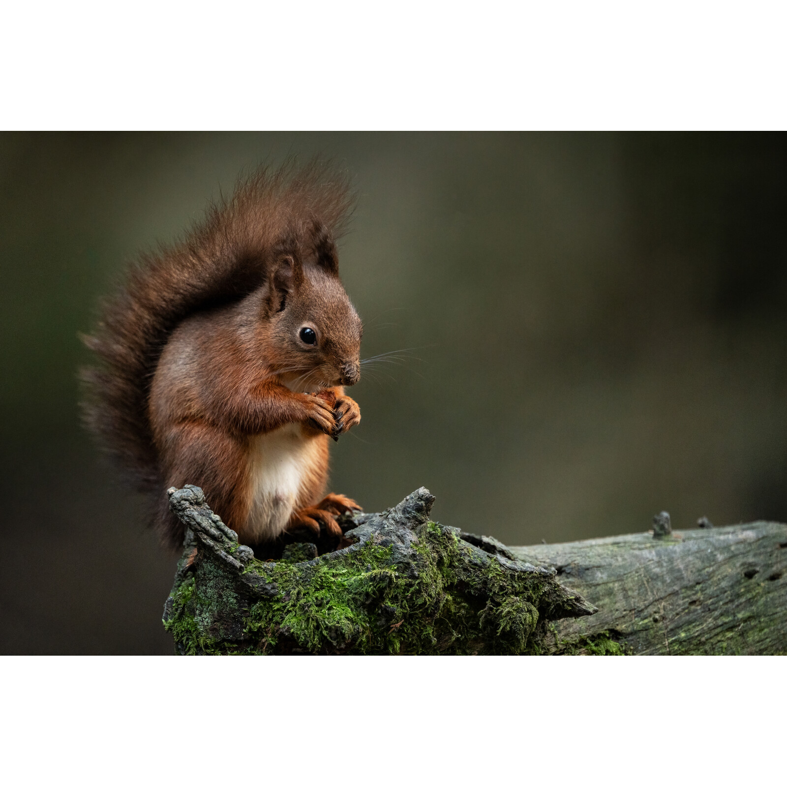 Sigma 300-600/4.0 DG OS Sony E-Mount