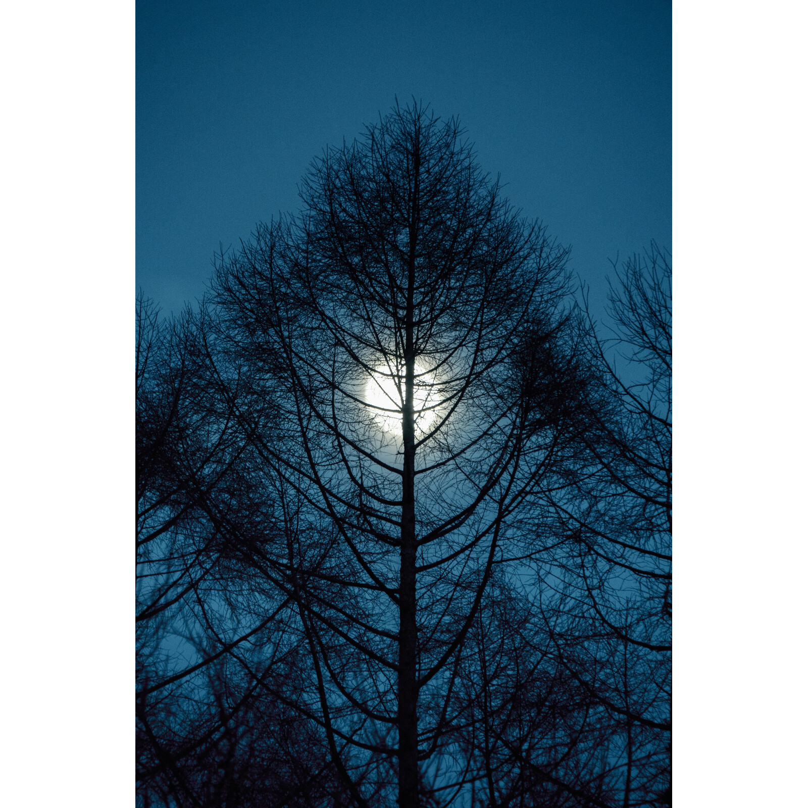 Sigma 16-300/3.5-6.7 DC OS L-Mount