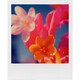Polaroid 600 Film Color Doppelpack + Aufbewahrungsbox