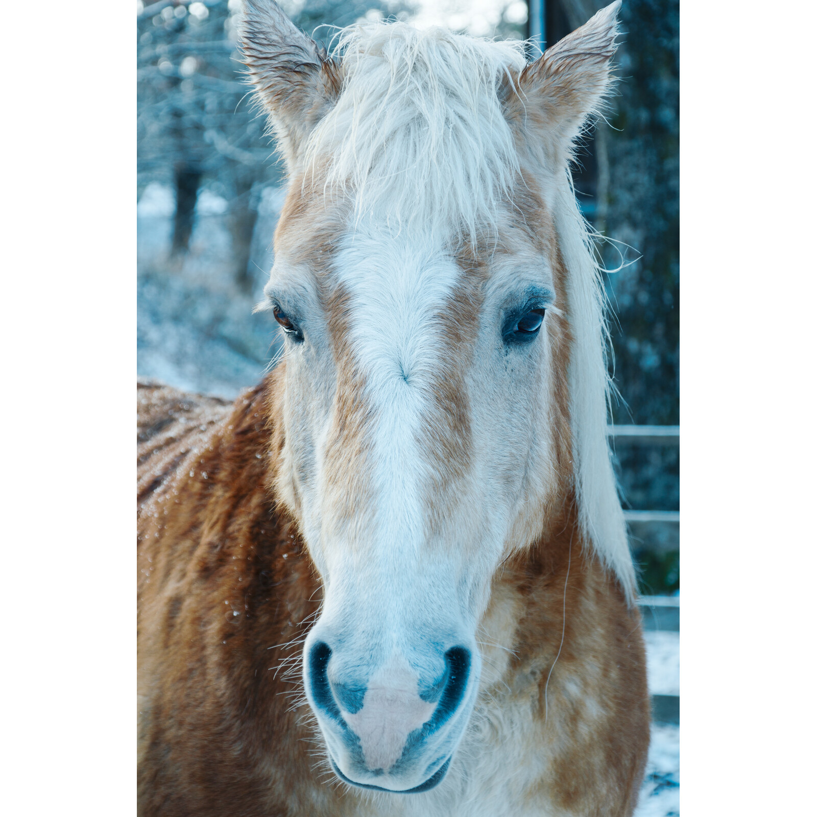 Sigma 16-300/3.5-6.7 DC OS Canon RF-Mount