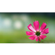 Sony SEL 100/2,8 GM
