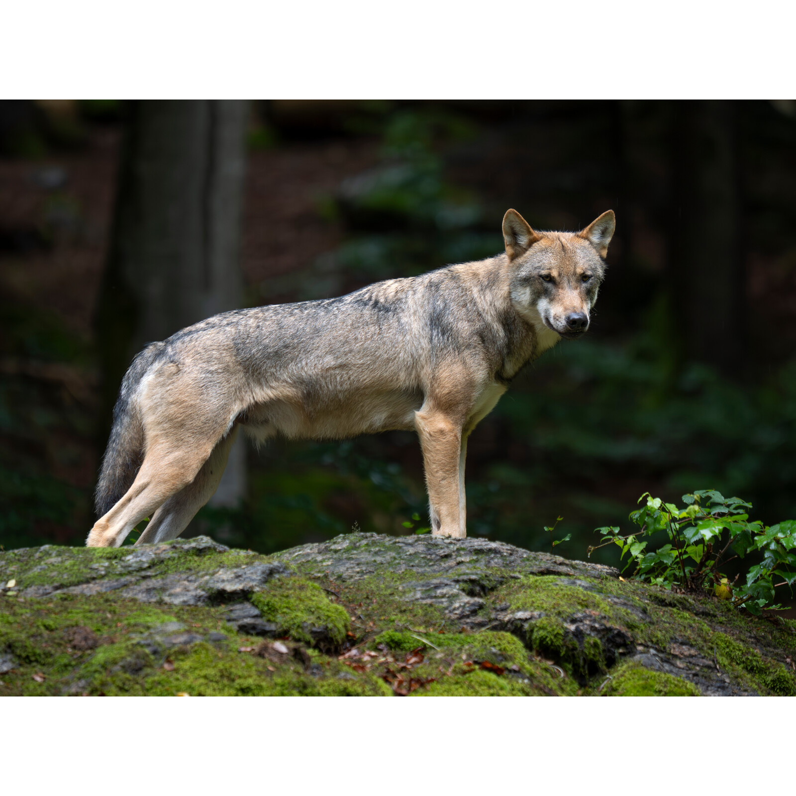 OM System M.Zuiko Digital ED PRO 50-200 / 2.8