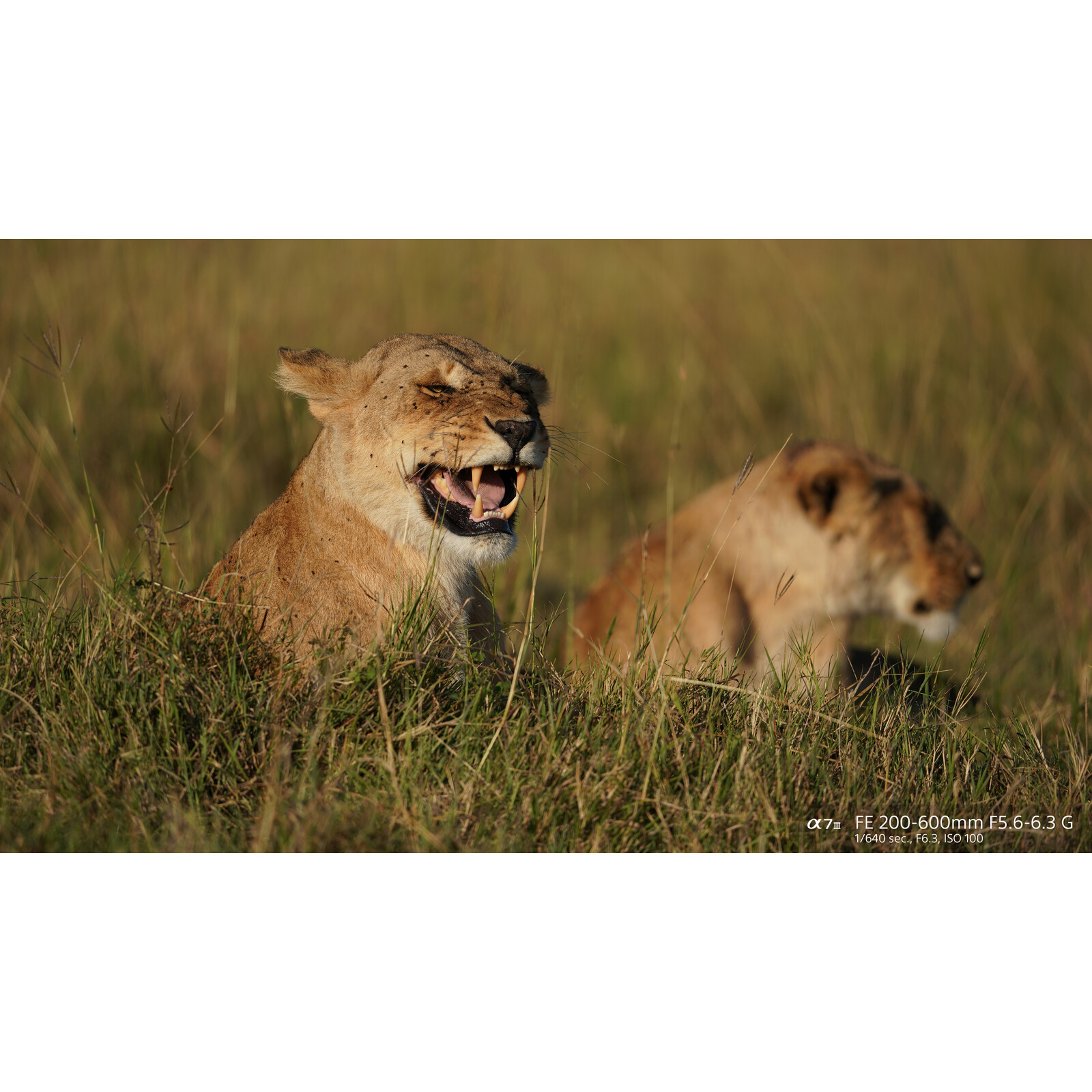 Sony FE 200-600/5,6-6,3 G OSS