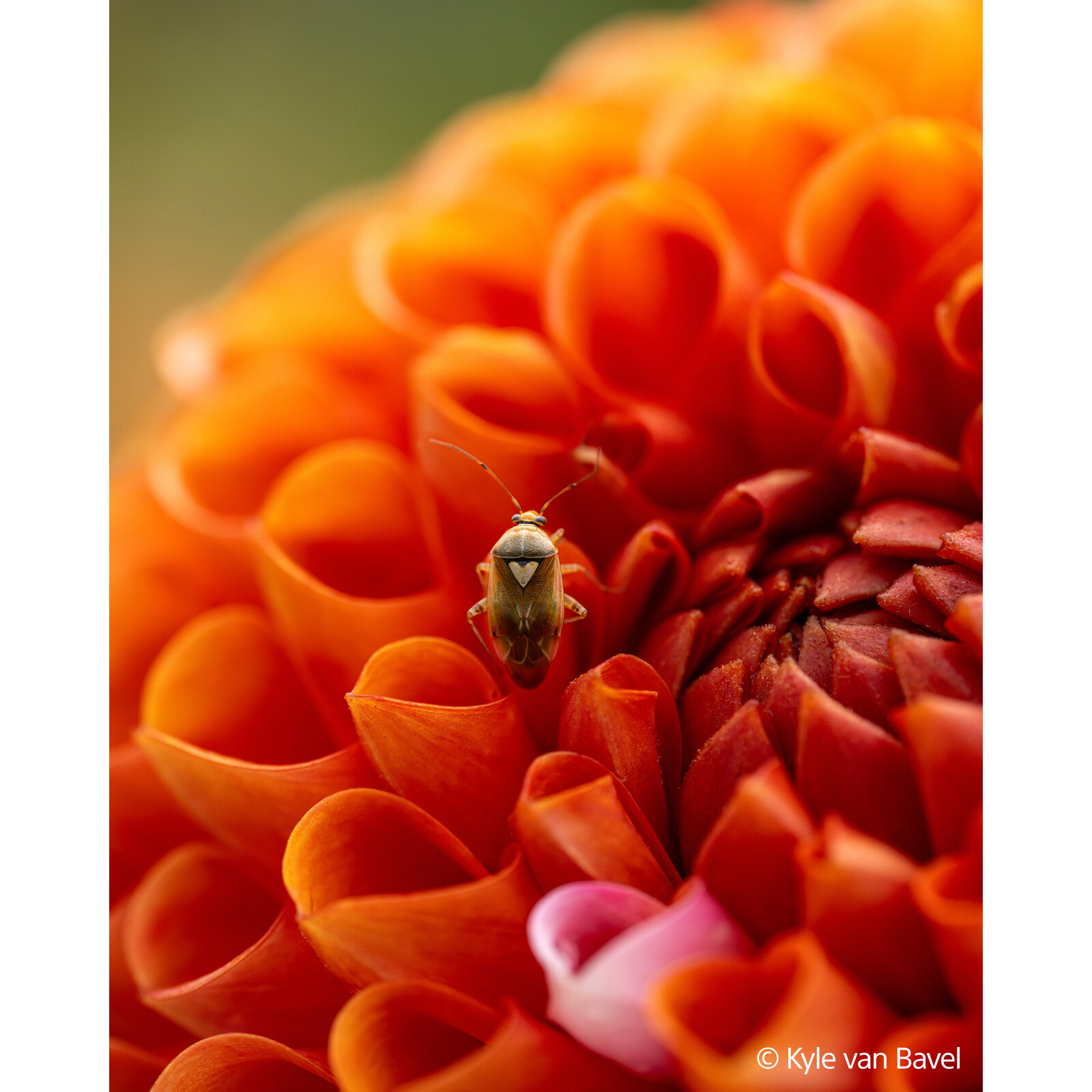 Sony FE 100/2,8 Macro GM