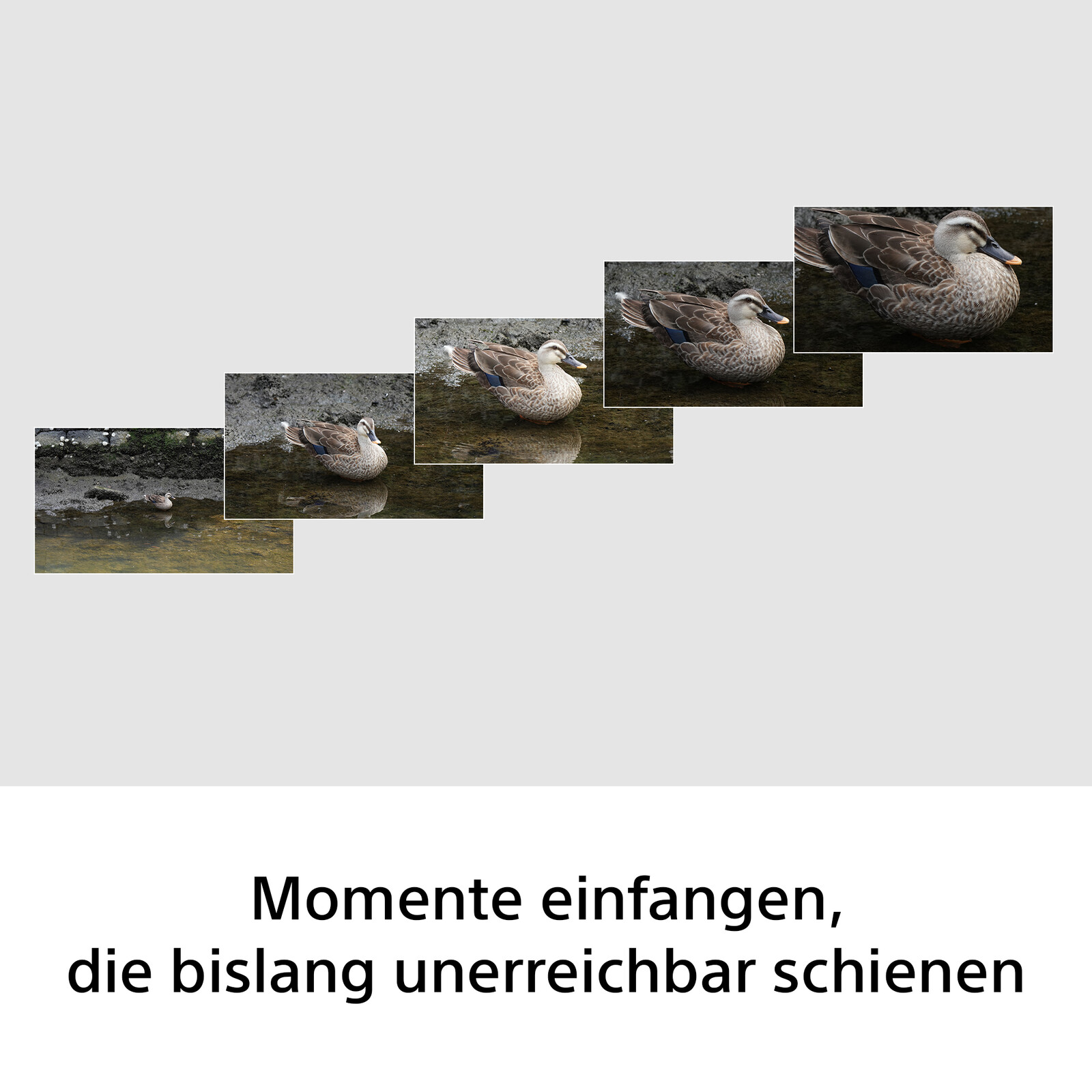 Sony SEL FE 100-400/F 5.6-8 OSS
