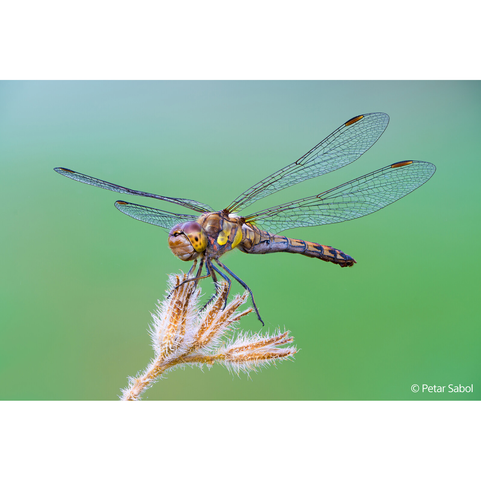 Sony FE 100/2,8 Macro GM