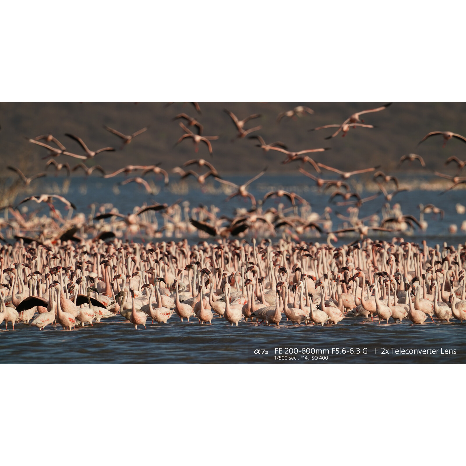 Sony FE 200-600/5,6-6,3 G OSS