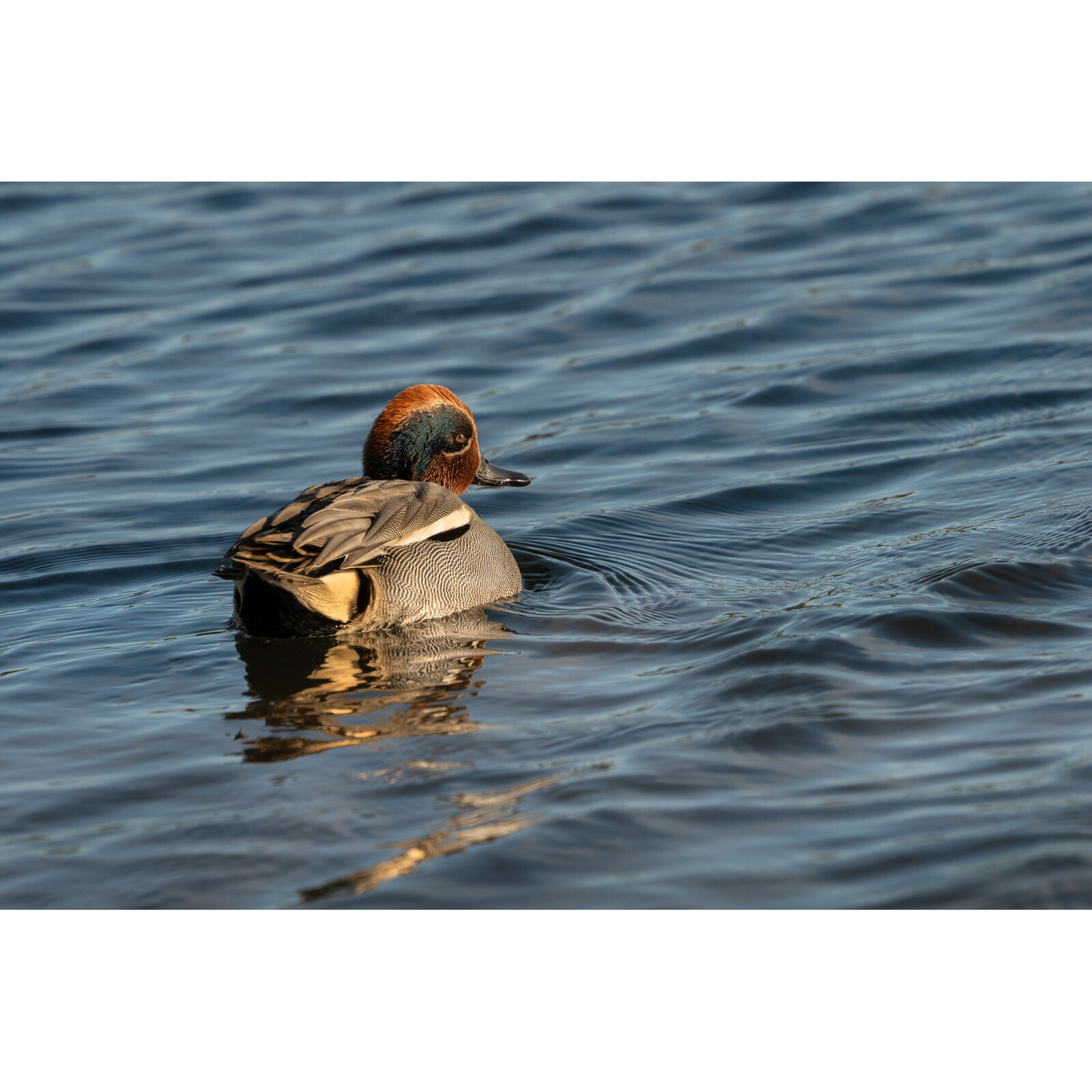 Sigma 300-600/4.0 DG OS L-Mount