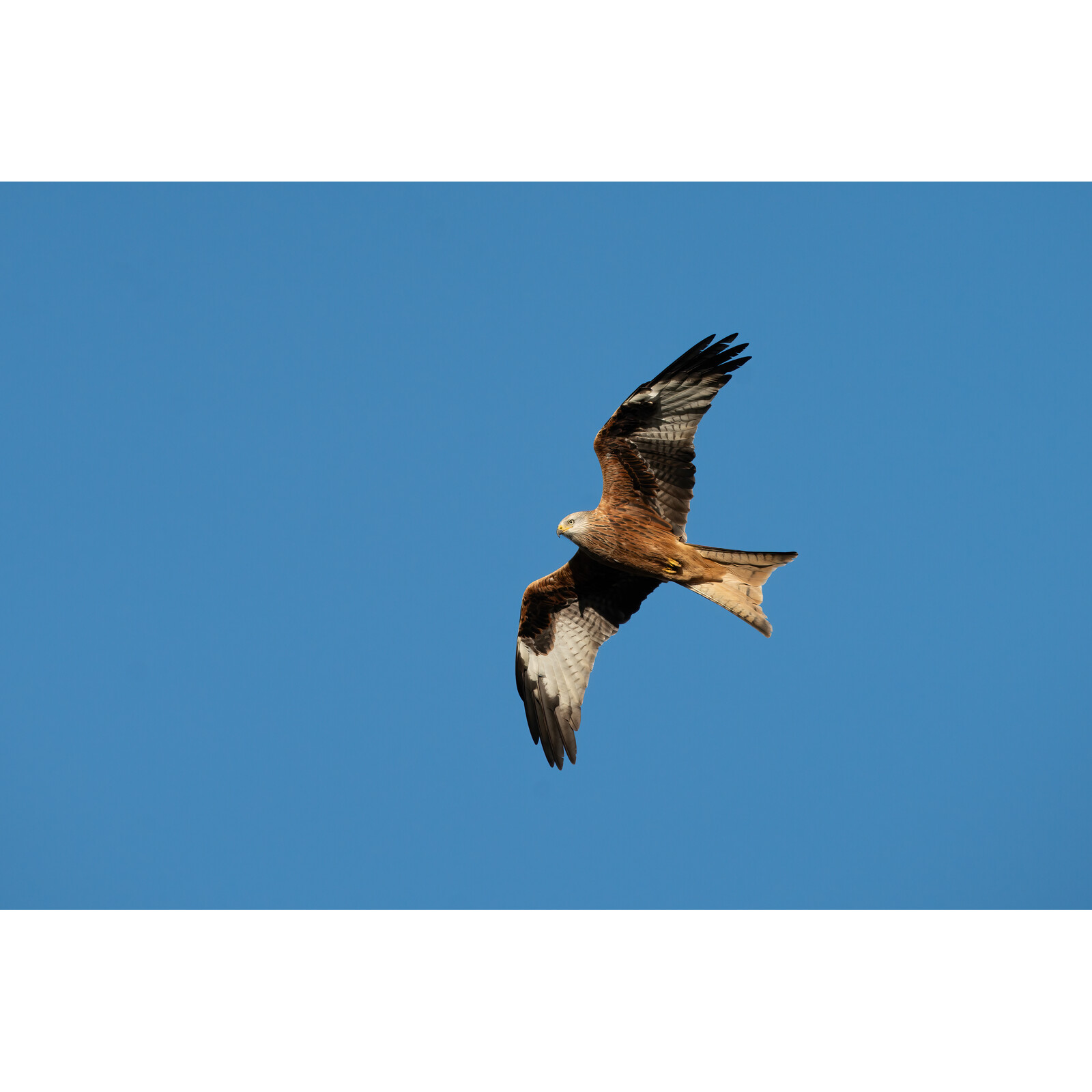 Sigma 300-600/4.0 DG OS L-Mount