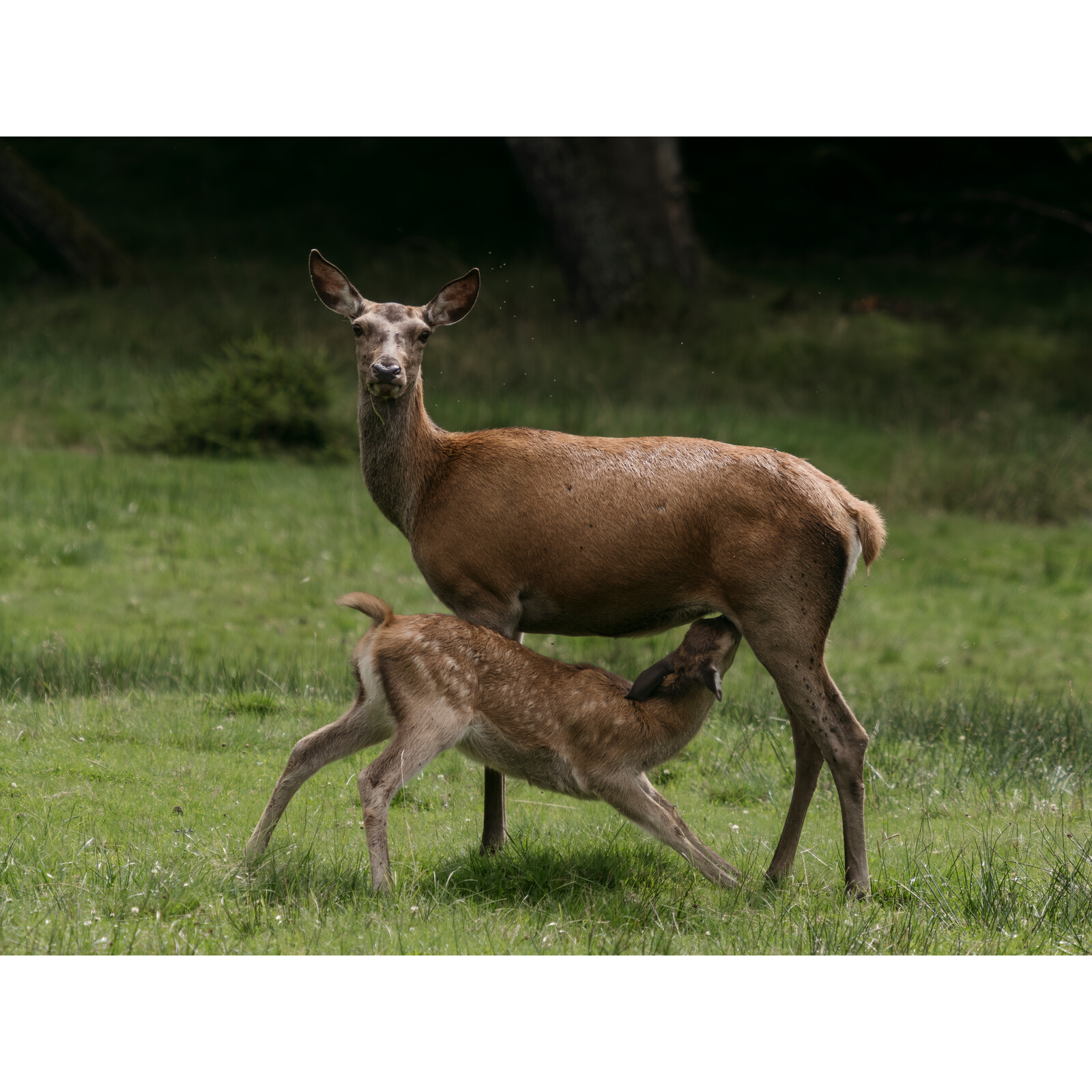 OM System M.Zuiko Digital ED PRO 50-200 / 2.8
