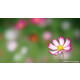 Sony SEL 100/2,8 GM
