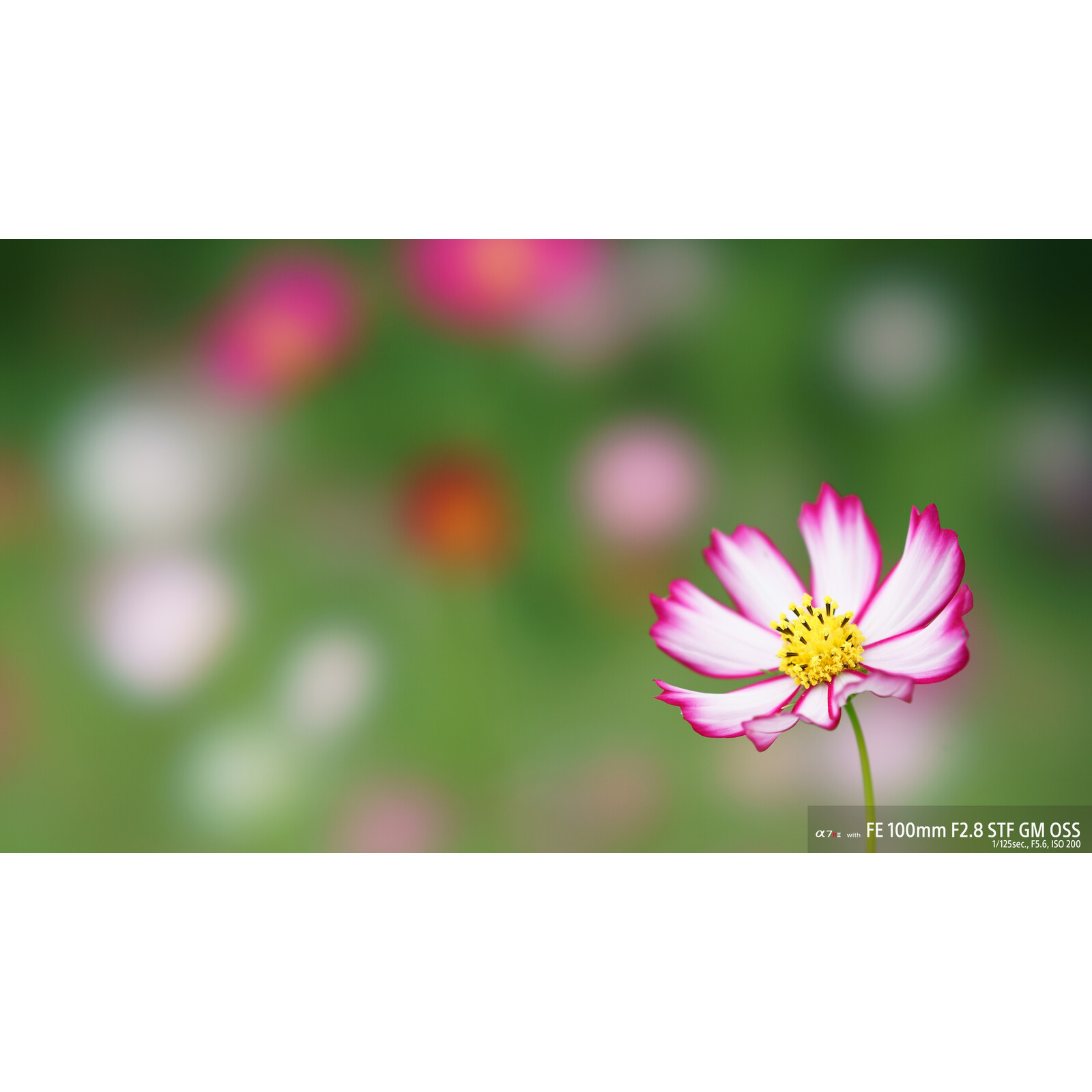 Sony SEL 100/2,8 GM

