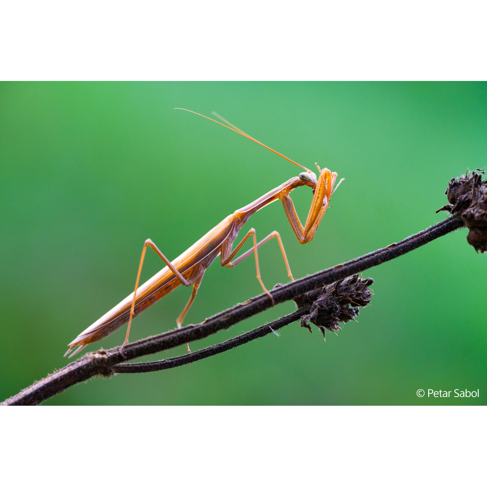 Sony FE 100/2,8 Macro GM