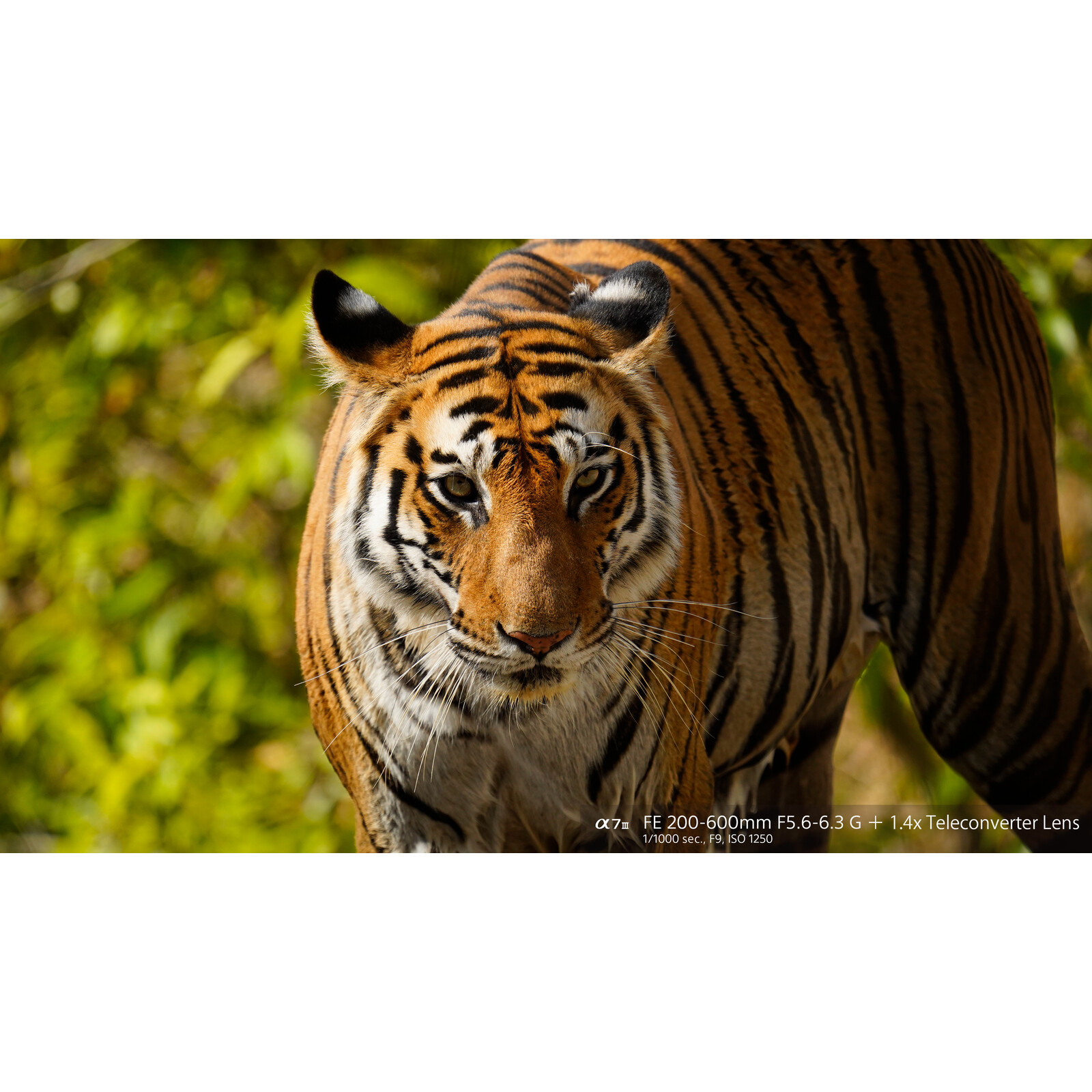 Sony FE 200-600/5,6-6,3 G OSS