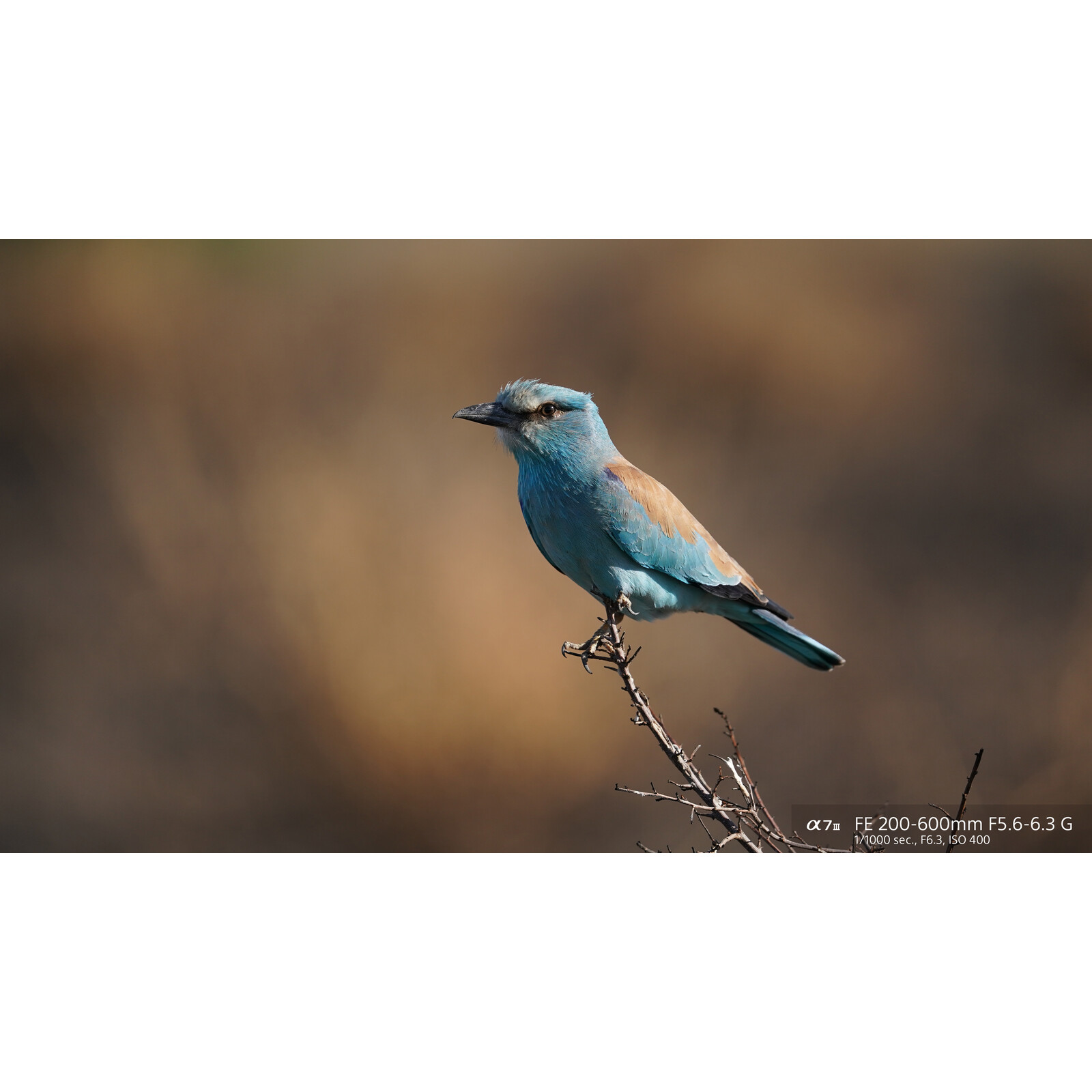 Sony FE 200-600/5,6-6,3 G OSS