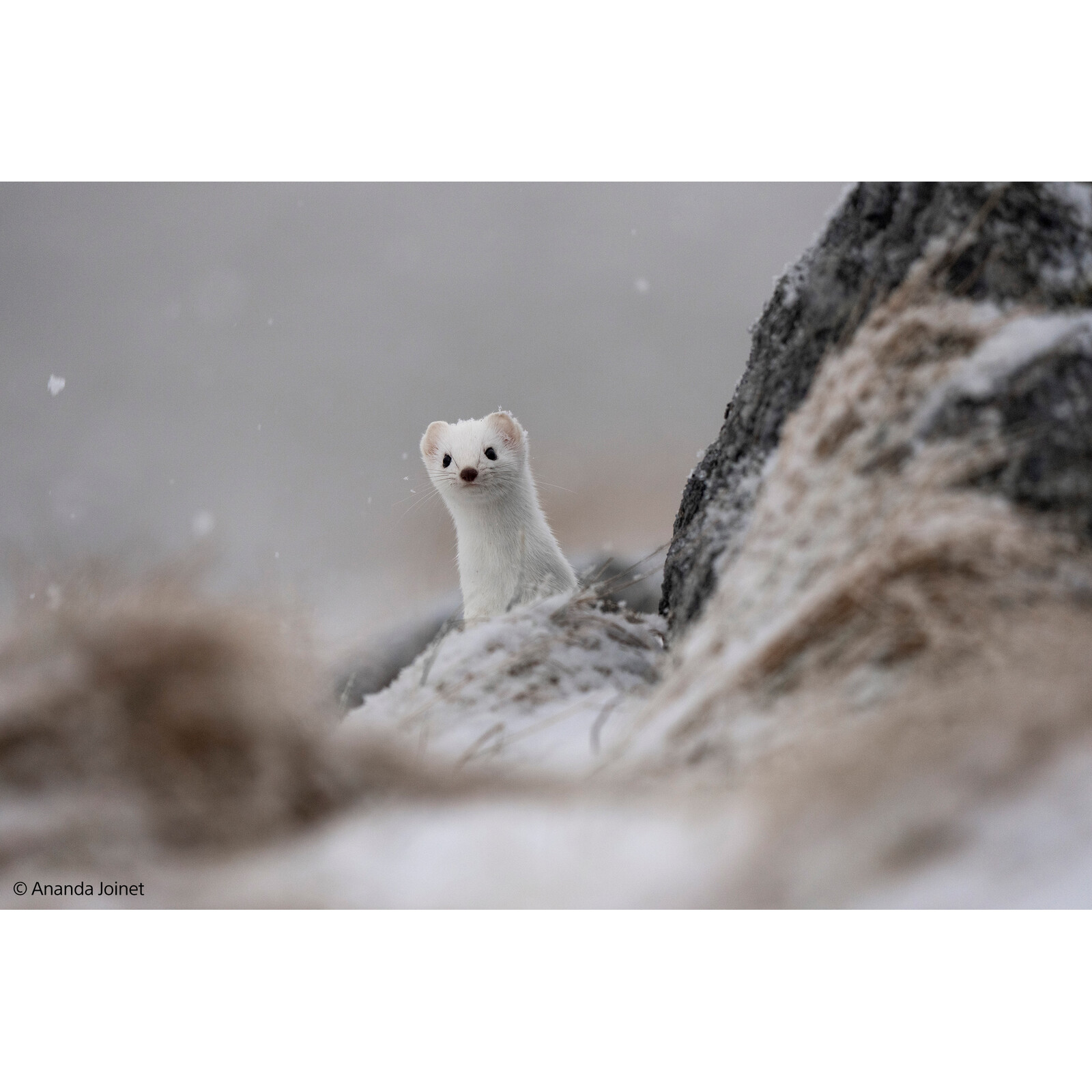 Sony FE 400-800/6,3-8 G OSS 
