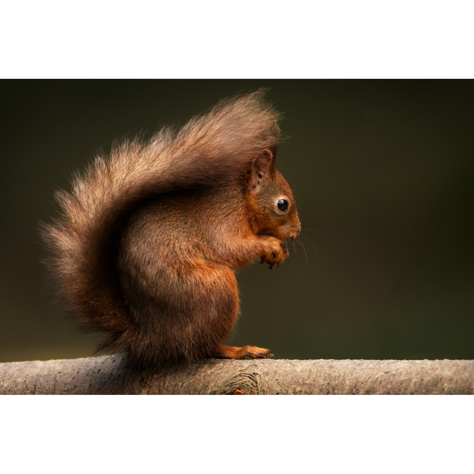 Sigma 300-600/4.0 DG OS Sony E-Mount