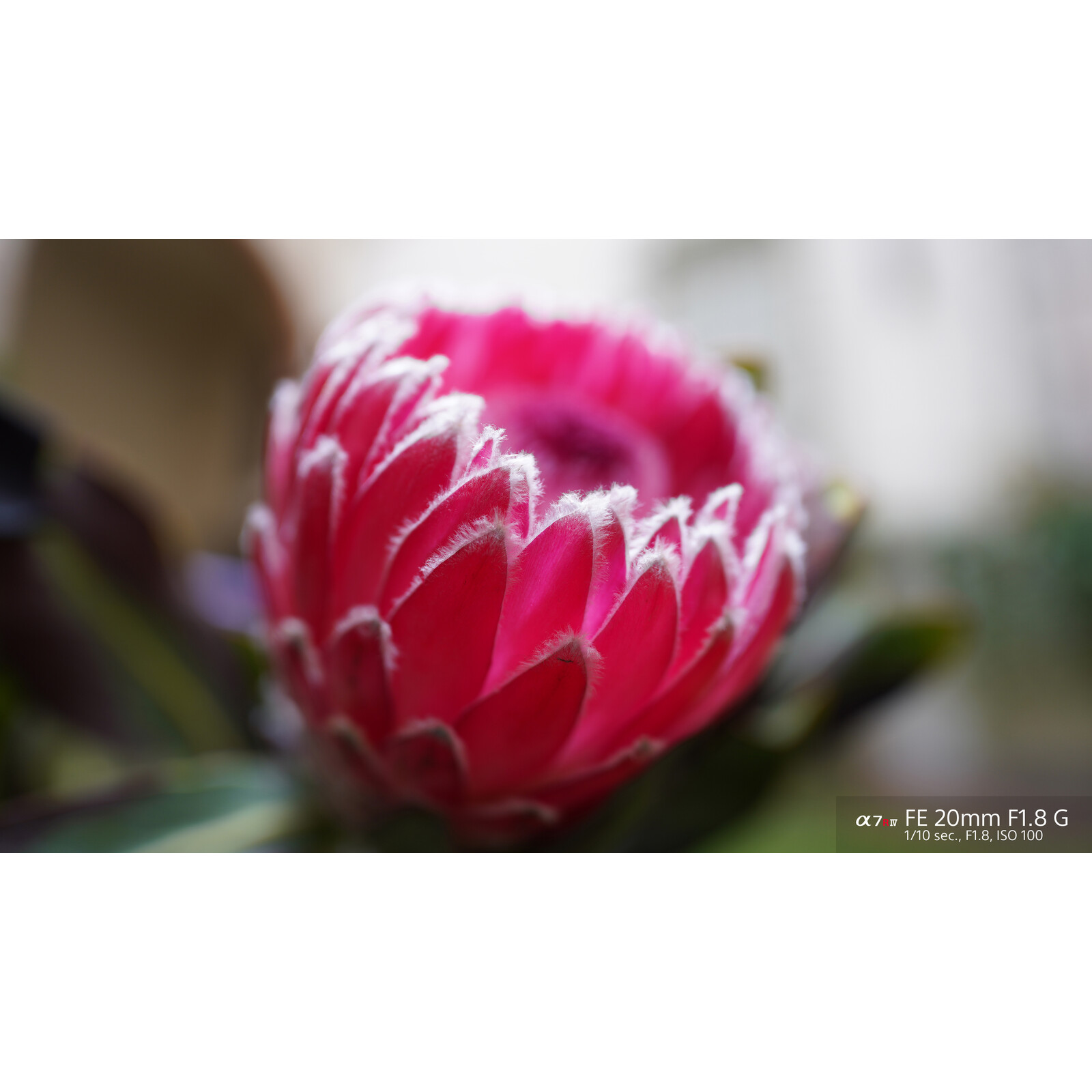 Sony SEL 20/1,8G