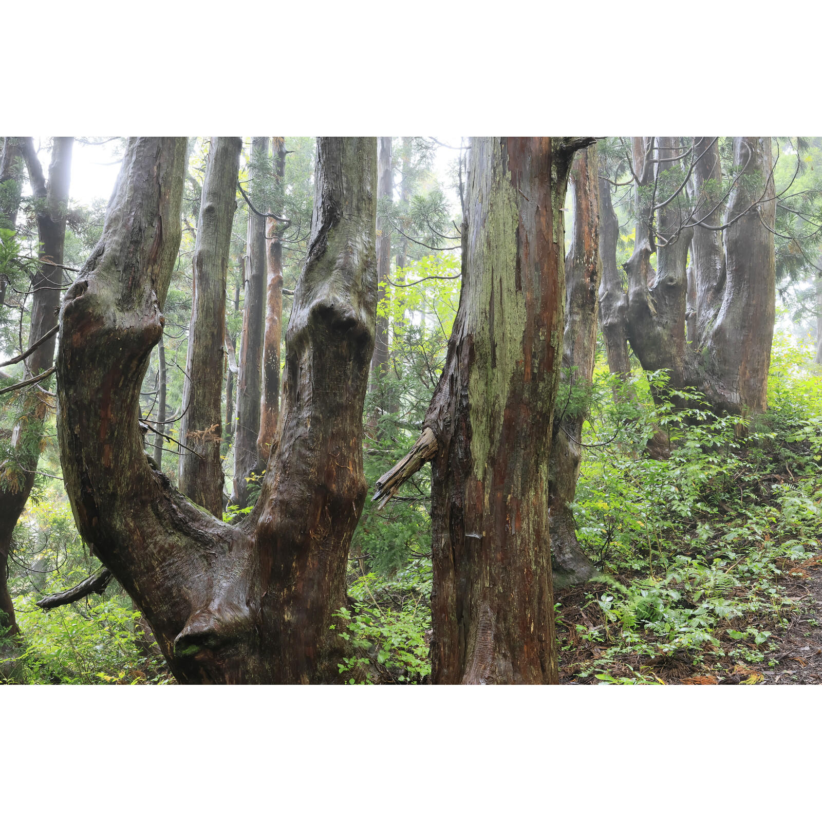 Sigma 23/1,4 DC DN Canon RF