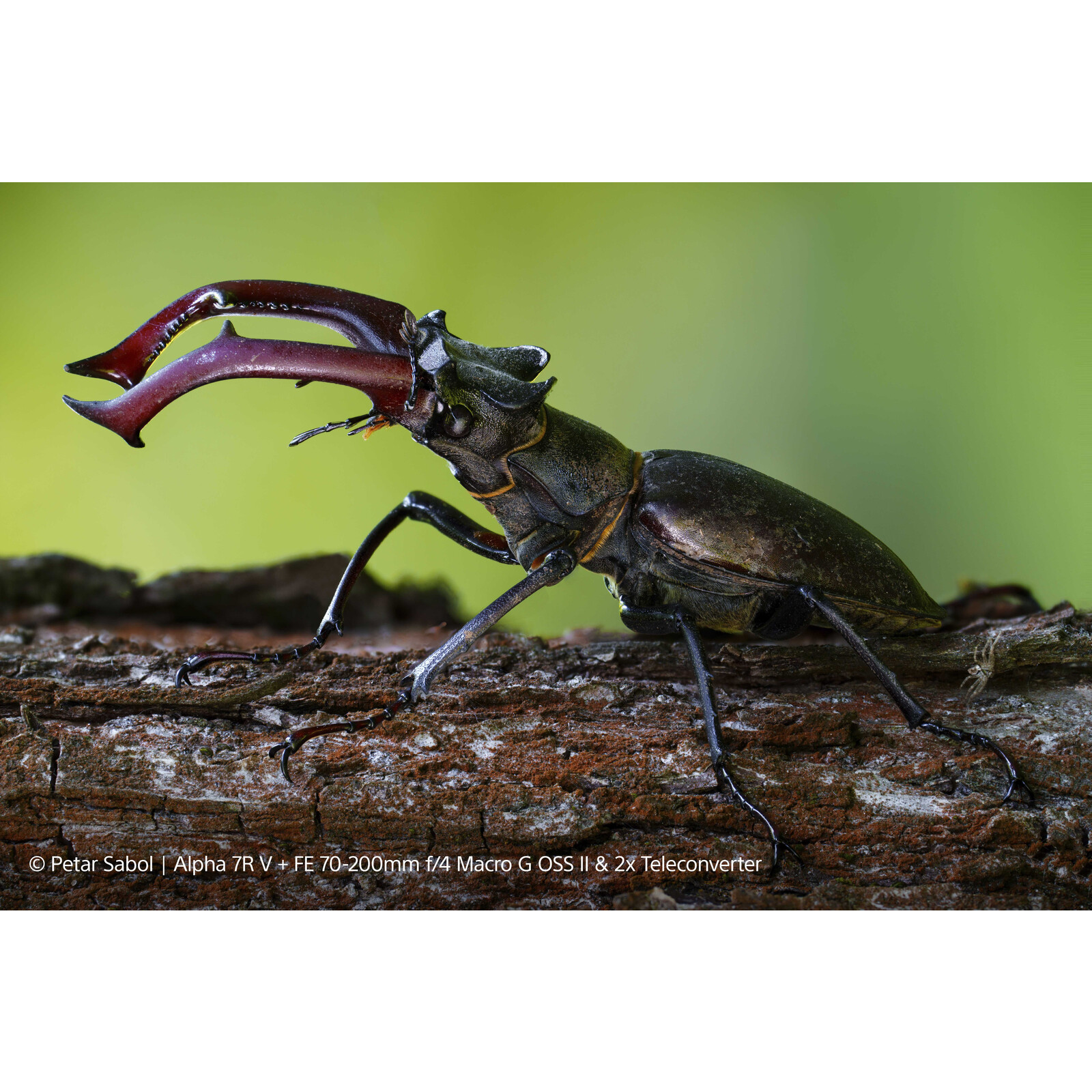 Sony SEL FE 70-200/4,0 G OSS II