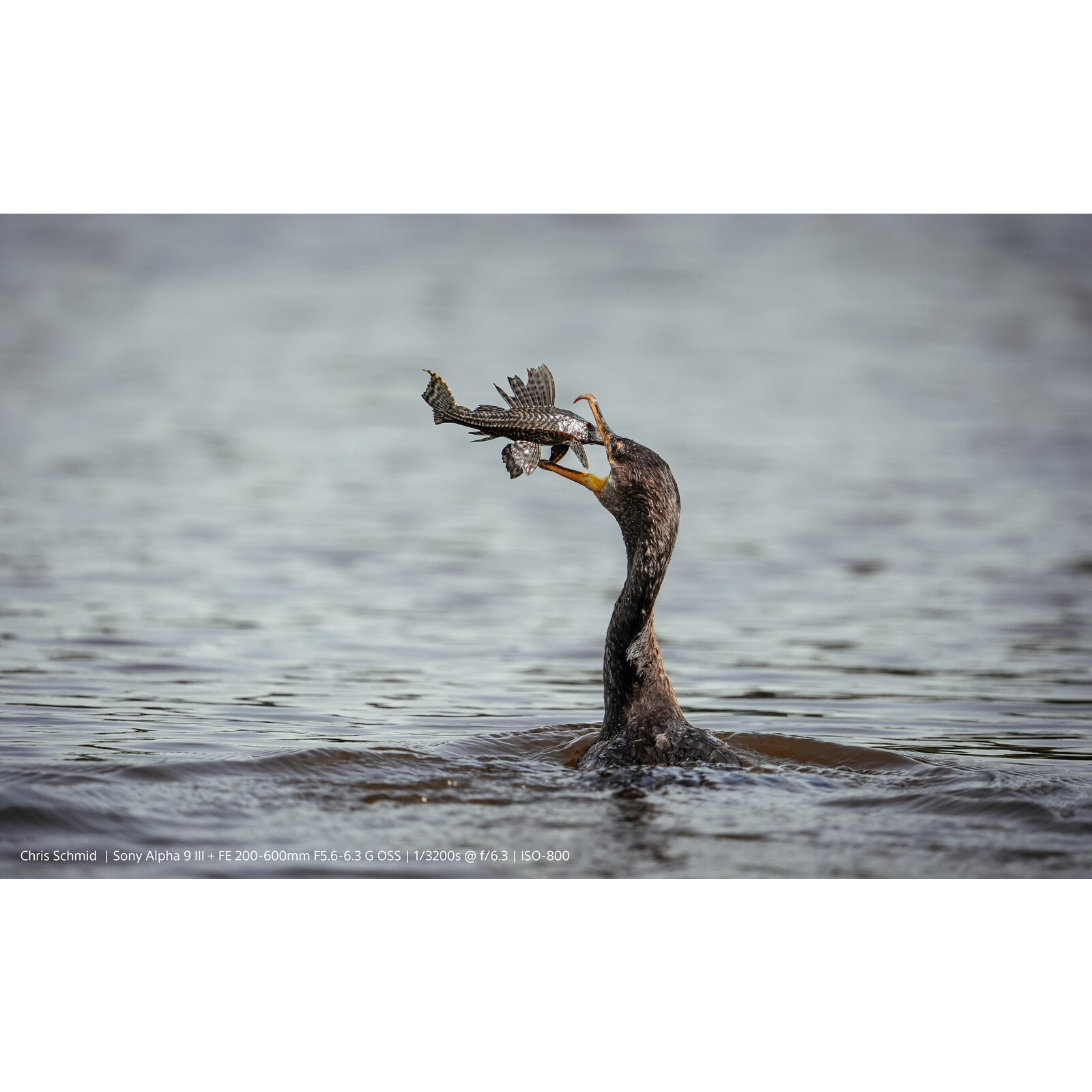 Sony PRO Alpha 9 III