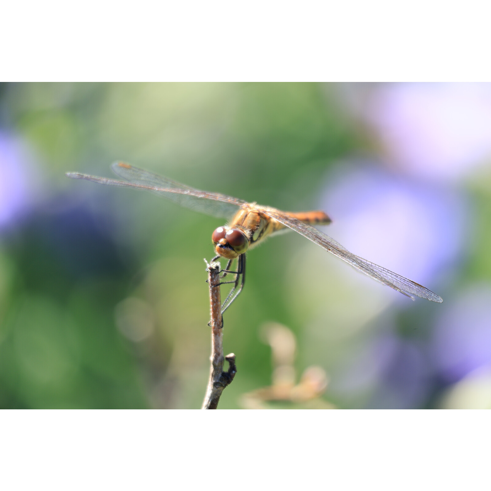 Canon RF-S 55-210/5-7.1 IS STM​