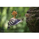 Sony SEL FE 70-200/4,0 G OSS II