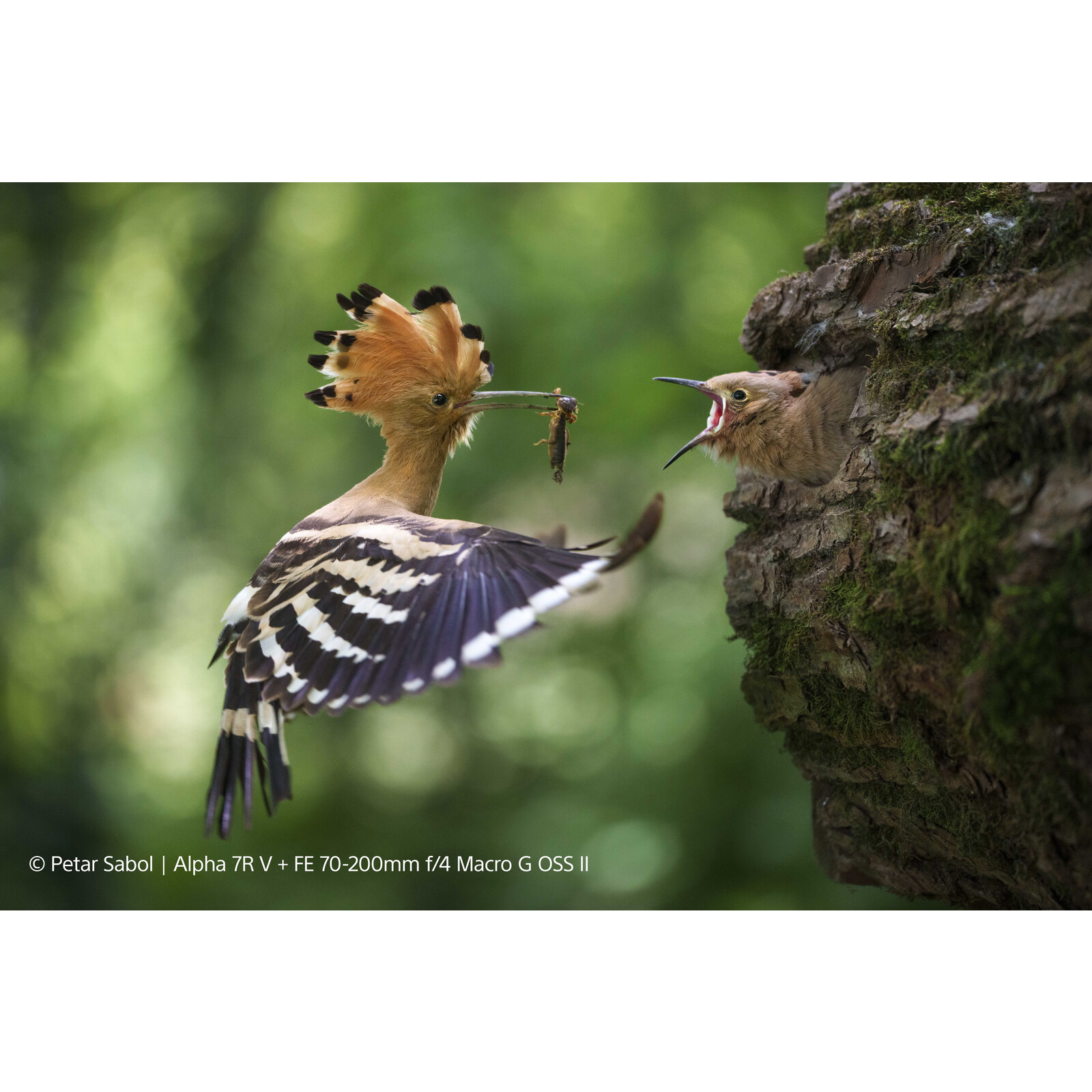 Sony SEL FE 70-200/4,0 G OSS II