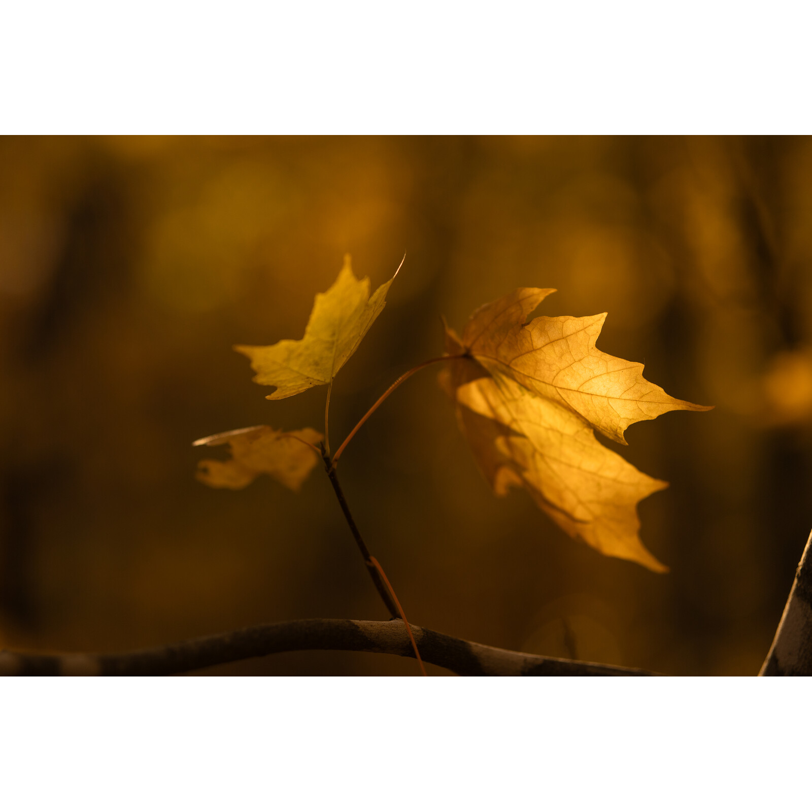 Sigma 56/1,4 DC DN Canon RF