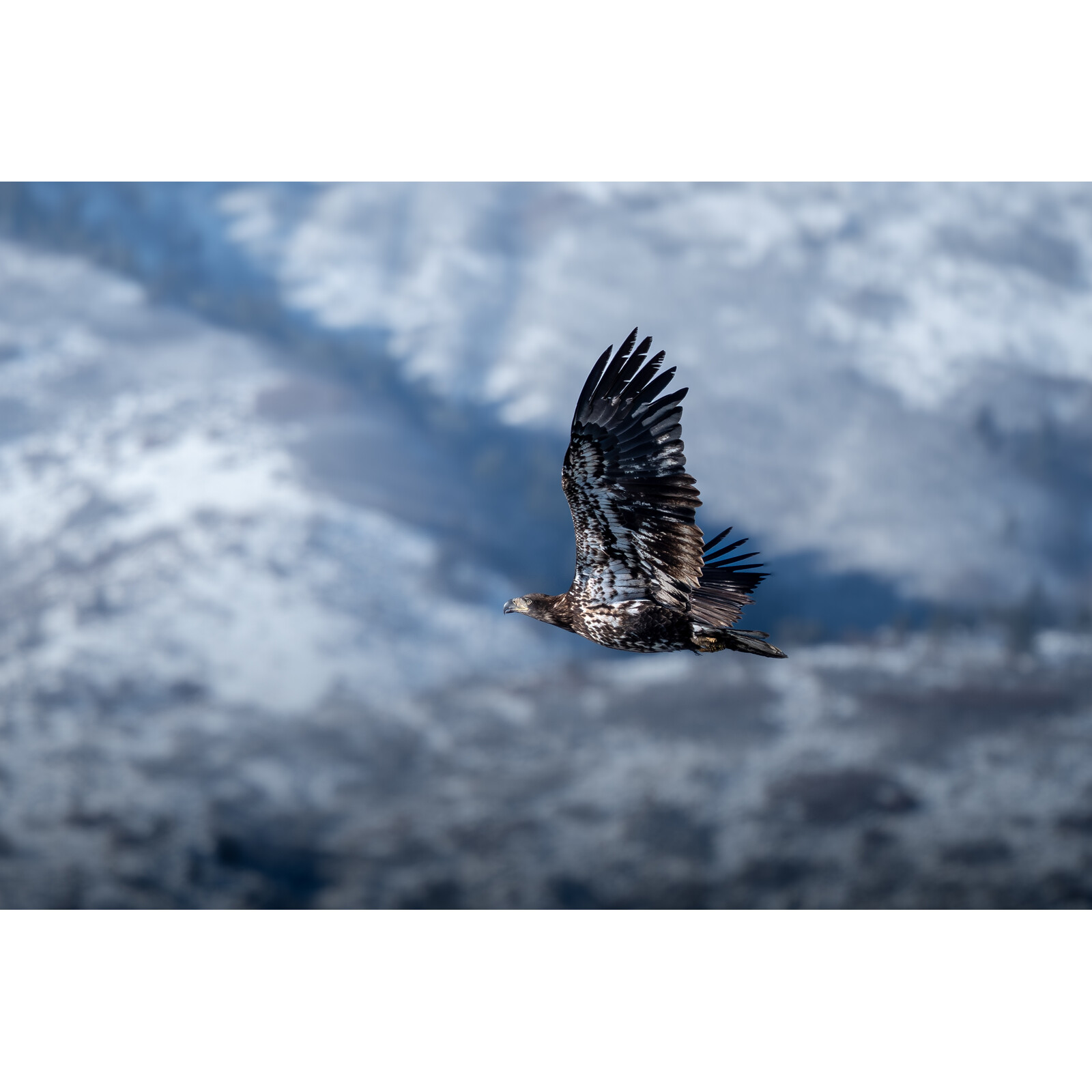 OM SYSTEM M.Zuiko Digital ED 100-400/5,0-6,3 IS II