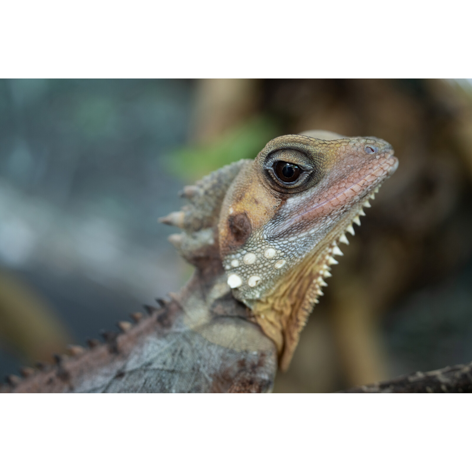 Tamron 50-400/4.5-6.3 DiIII VC VXD Nikon Z